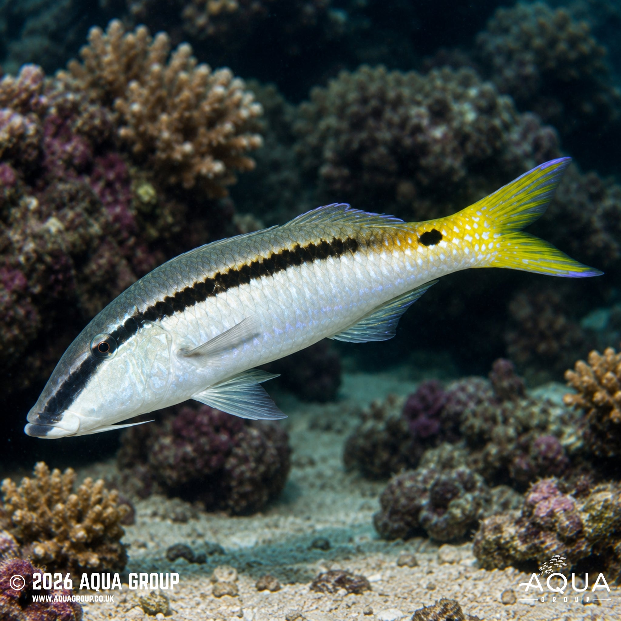 Minstrel Goatfish - Parupeneus rubescens