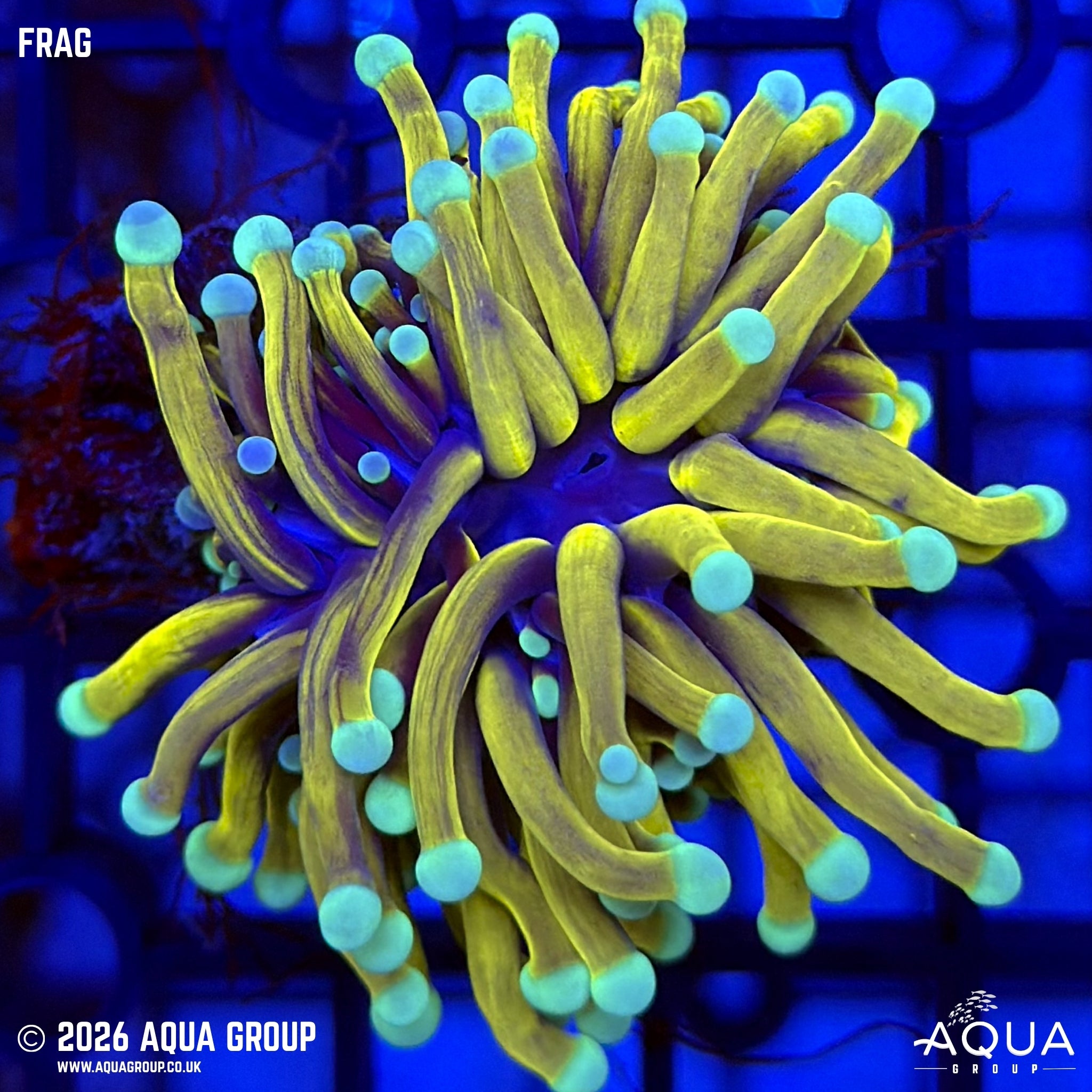 Mint Tip Torch Coral - Euphyllia glabrescens