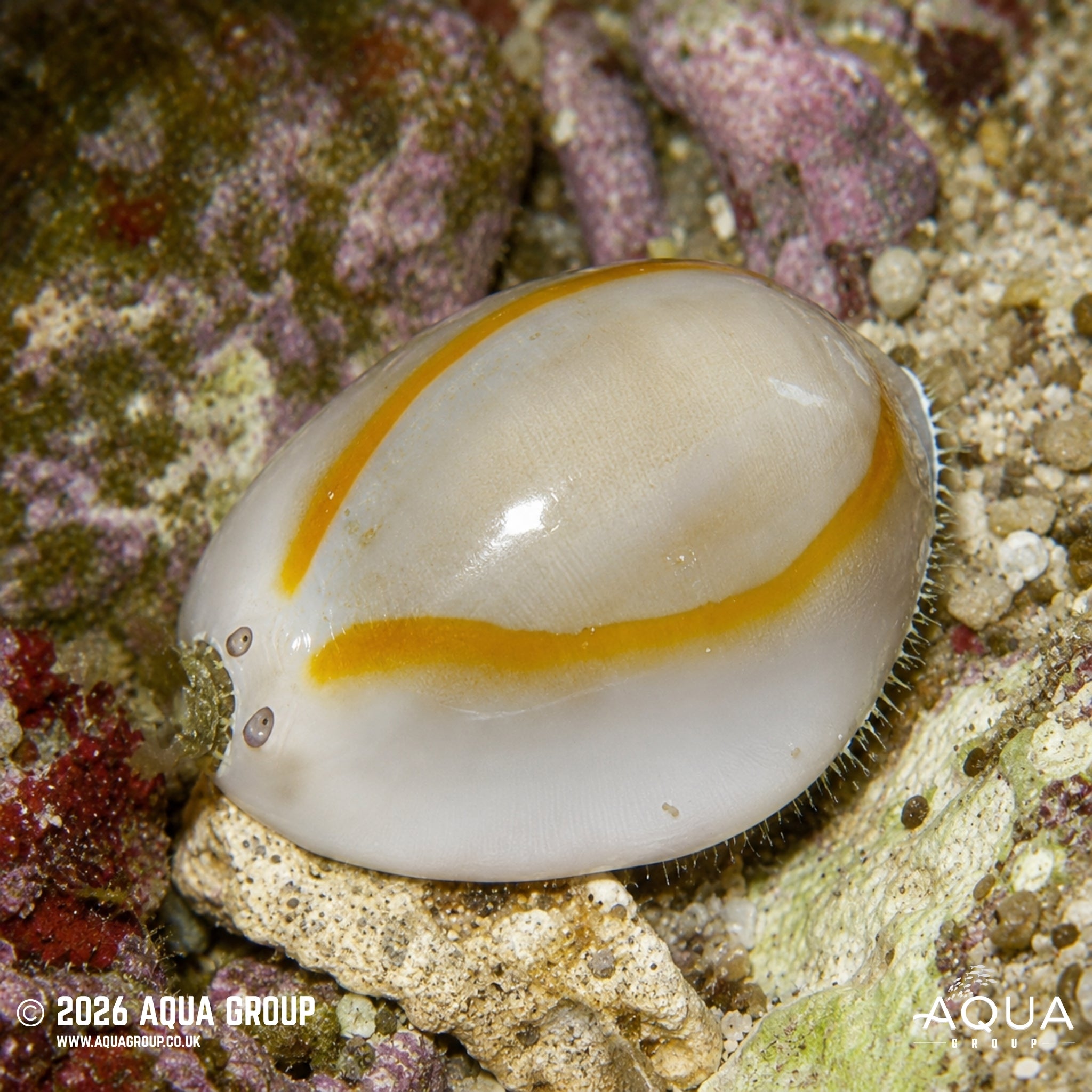 Money Cowrie - Erosaria annulus