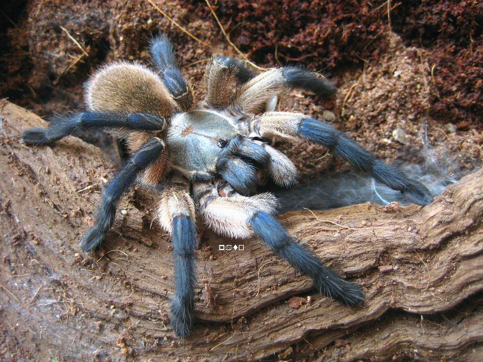 Monocentropus Balfouri 4.5cm