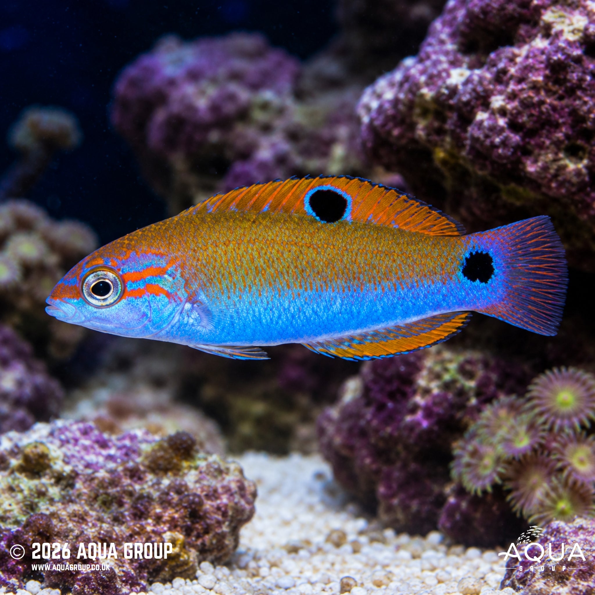 Moon Wrasse - Thalassoma lunare