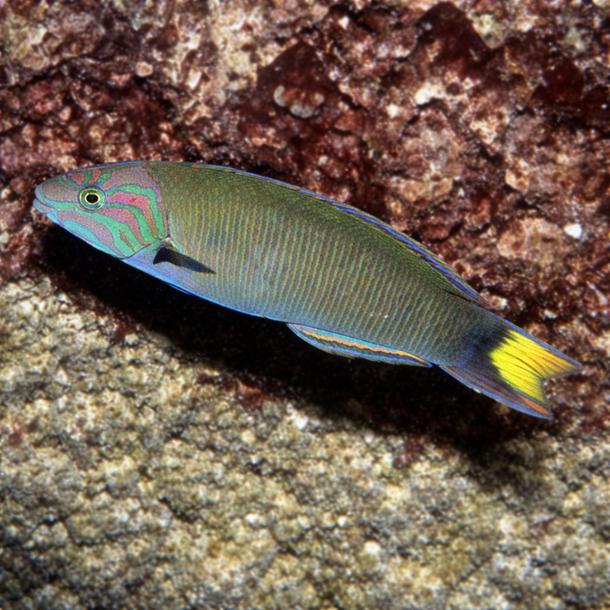 Moon Wrasse - Thalassoma lunare