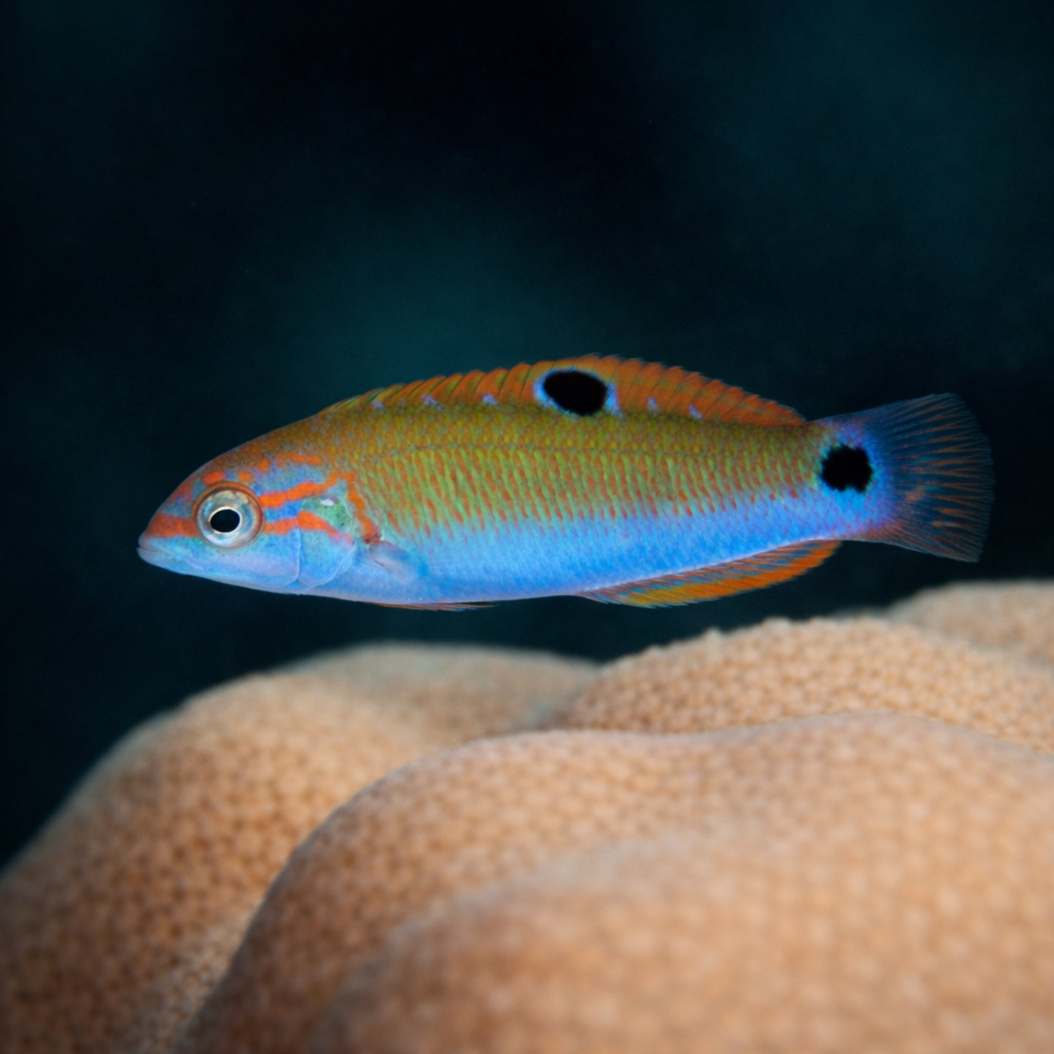 Moon Wrasse - Thalassoma lunare