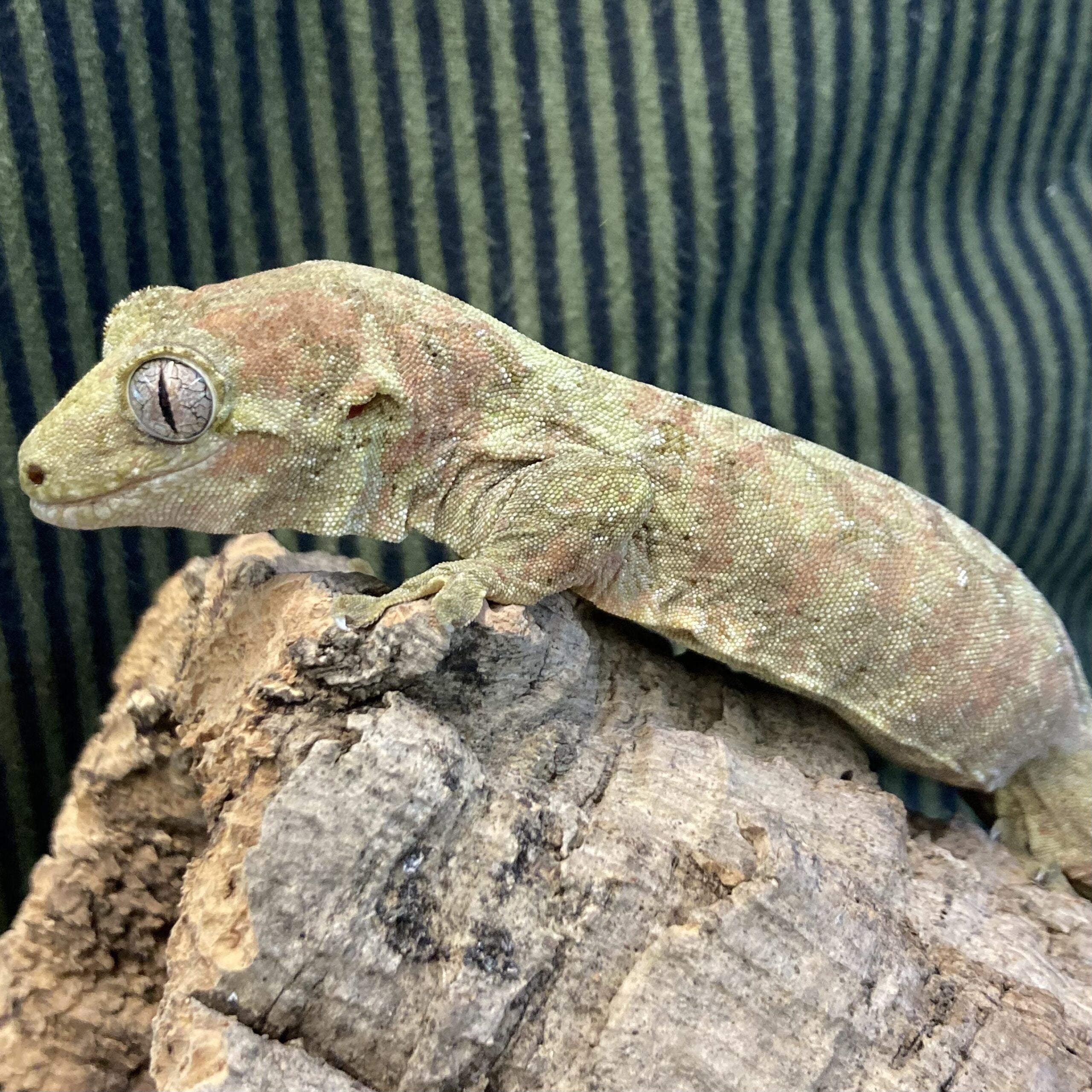 Mossy New Caledonian Gecko (Mniarogekko chahoua)