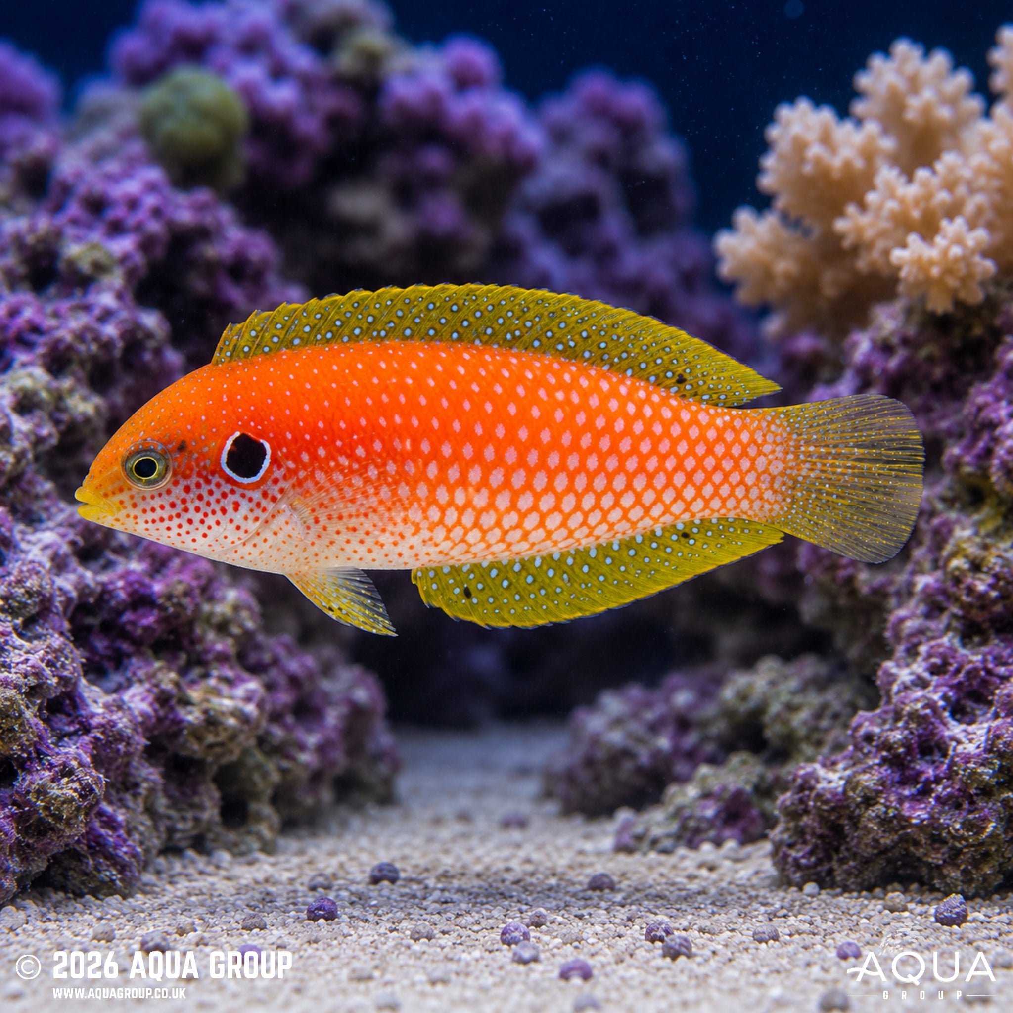 Moyer’s Leopard Wrasse - Macropharyngodon moyeri