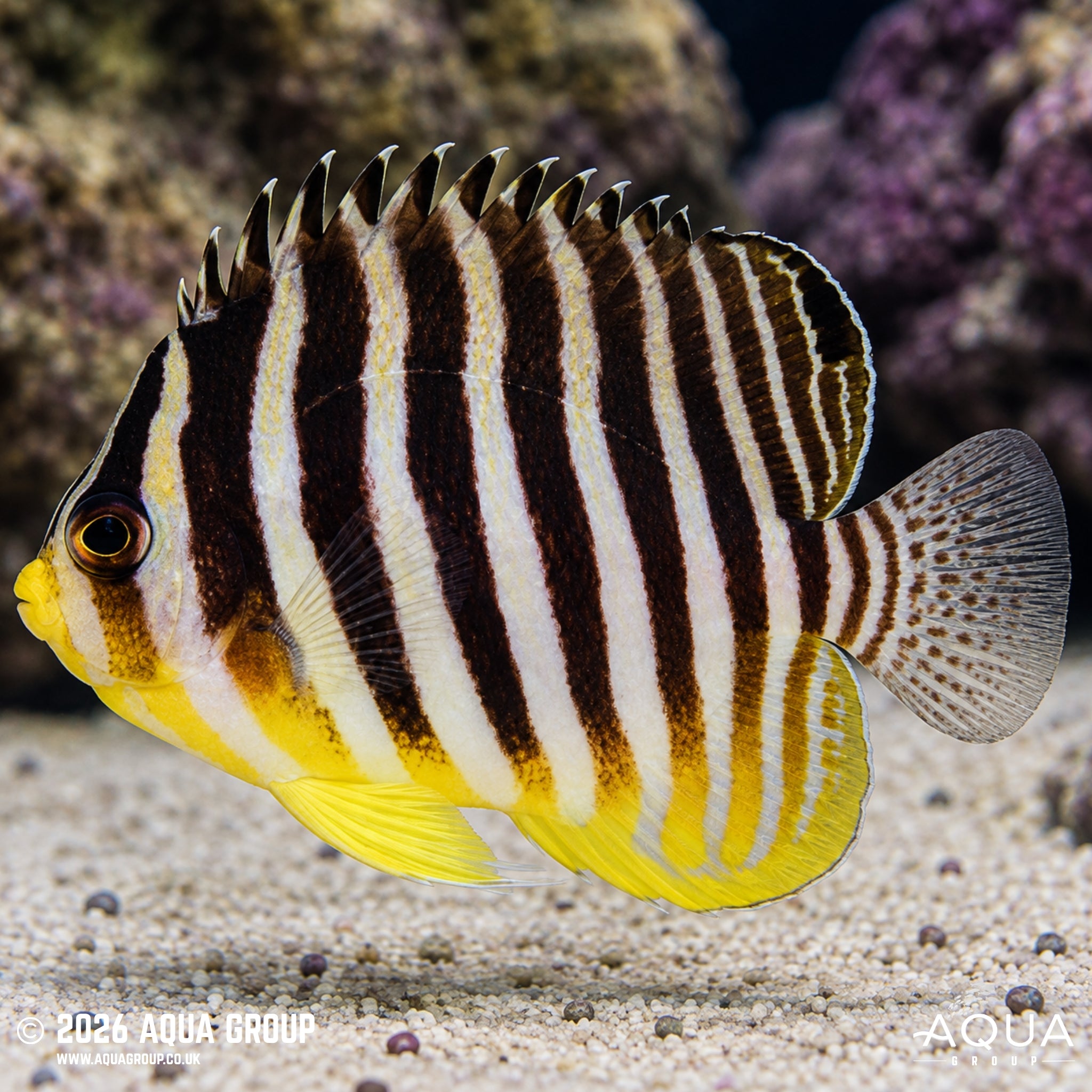 Multibar Angelfish - Paracentropyge multifasciata (Yellow)