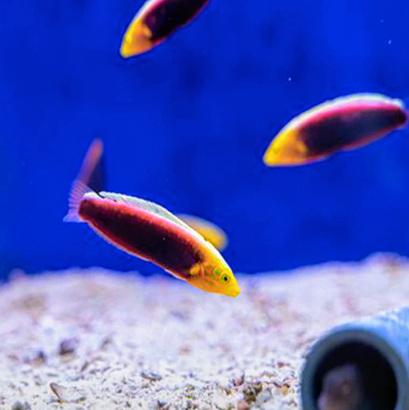 Multicolour Wrasse (Iridis)