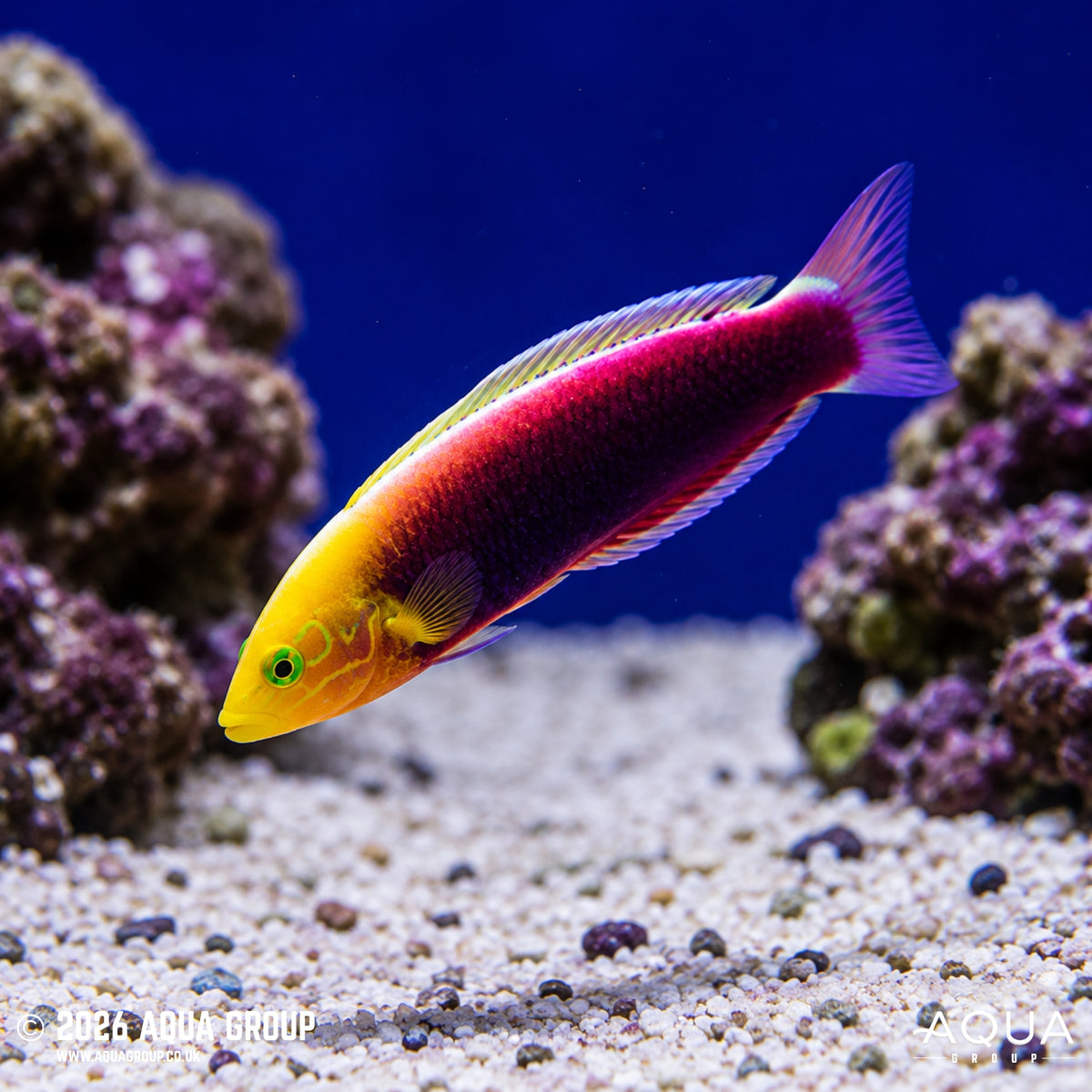 Multicolour Wrasse (Iridis) - Halichoeres iridis - Aqua Group