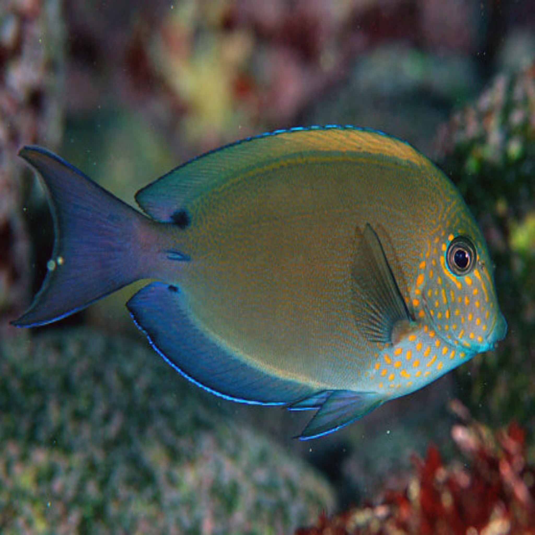 Nigrofuscus Tang