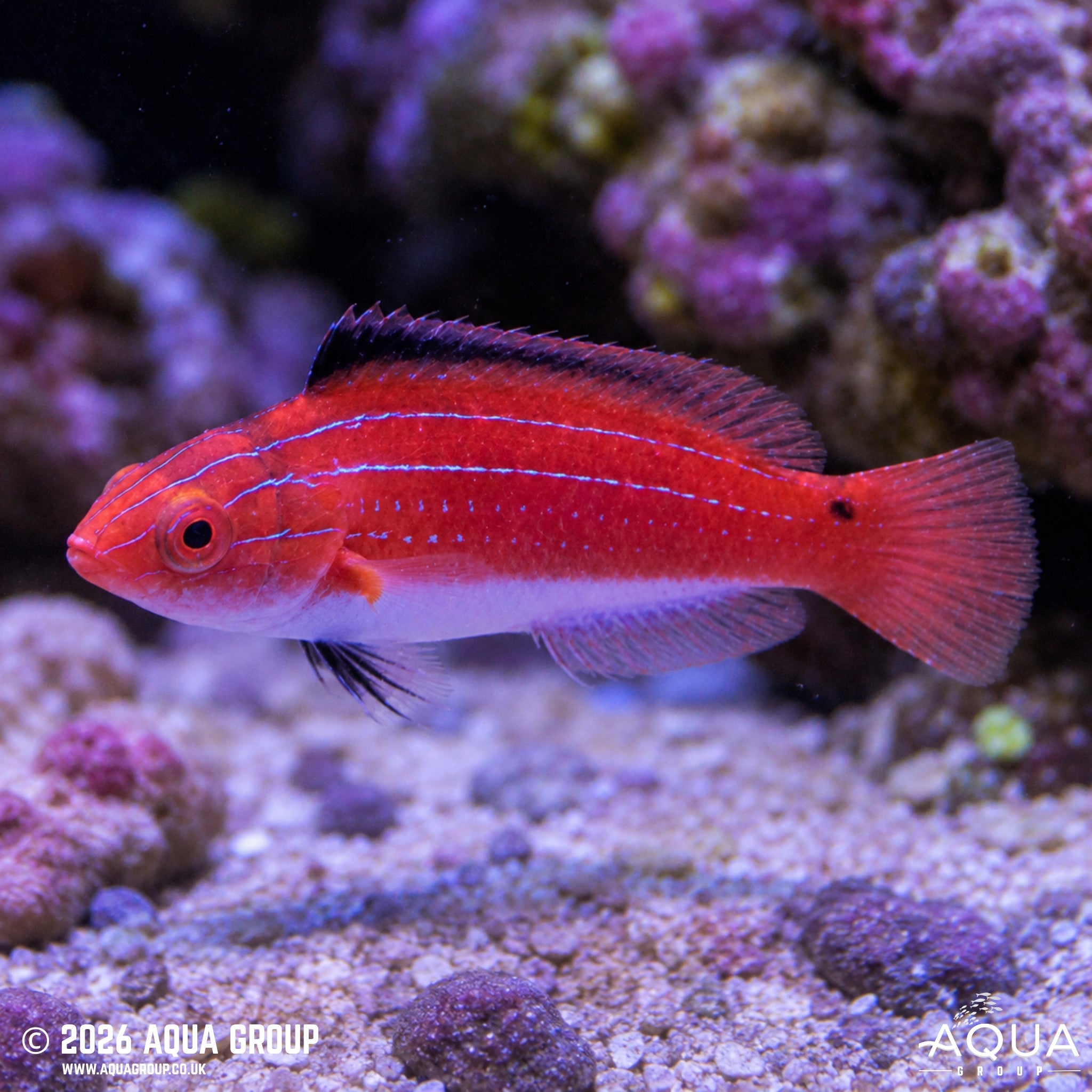 Naoko's Fairy Wrasse - Cirrhilabrus naokoae - Aqua Group