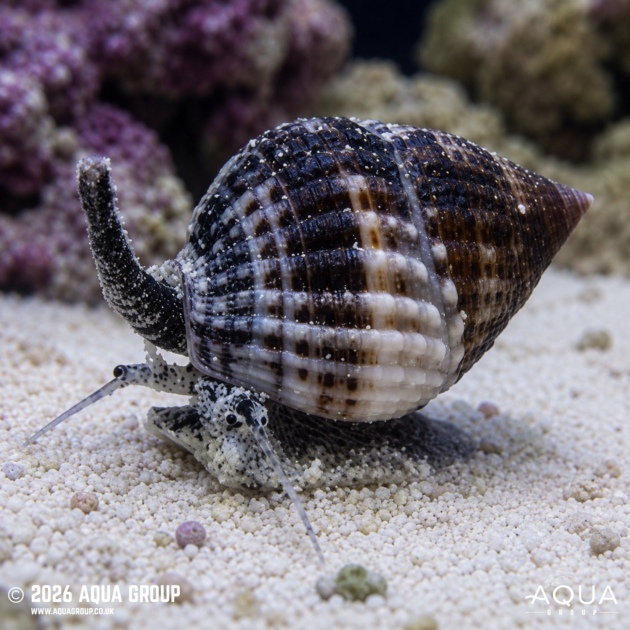 Nassarius Snail - Nassarius sp. - Aqua Group