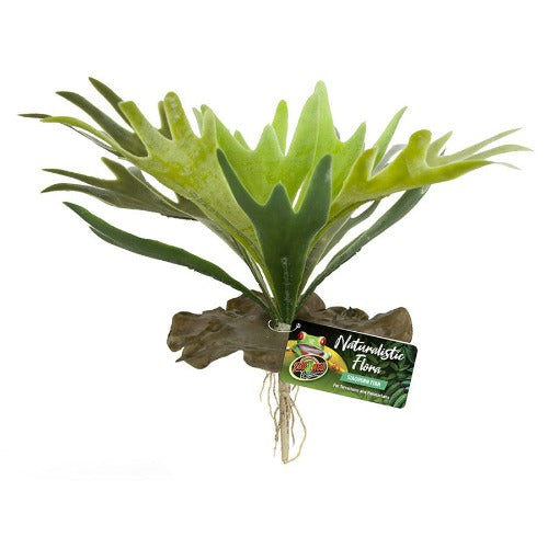 Naturalistic Flora Staghorn Fern