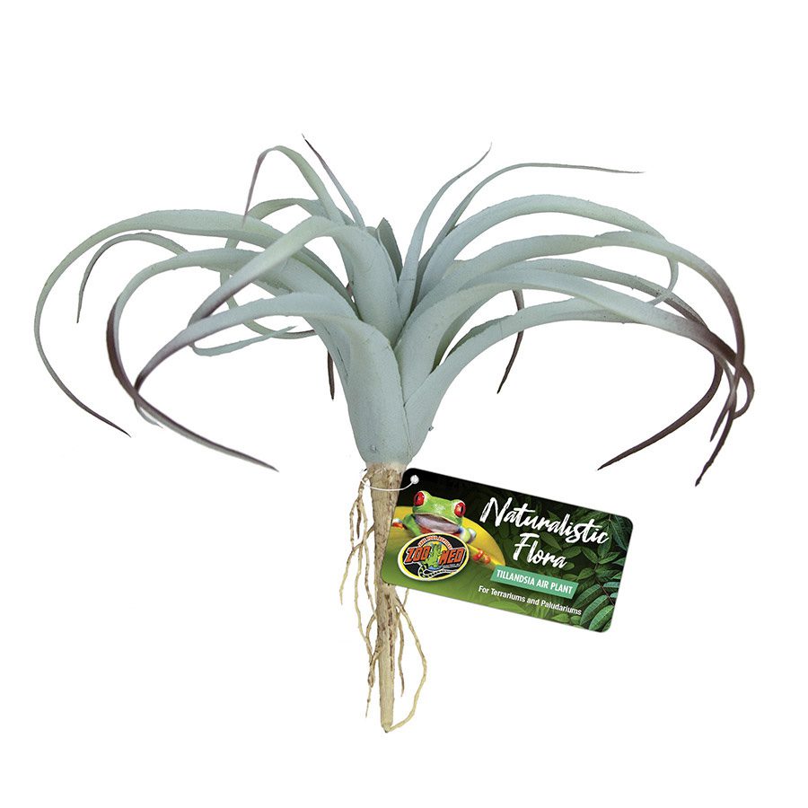 Naturalistic Flora Tillandsia Air Plant