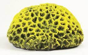 Natureform Coral Pineapple Yellow/Purple Favites sp. 17x16x9cm