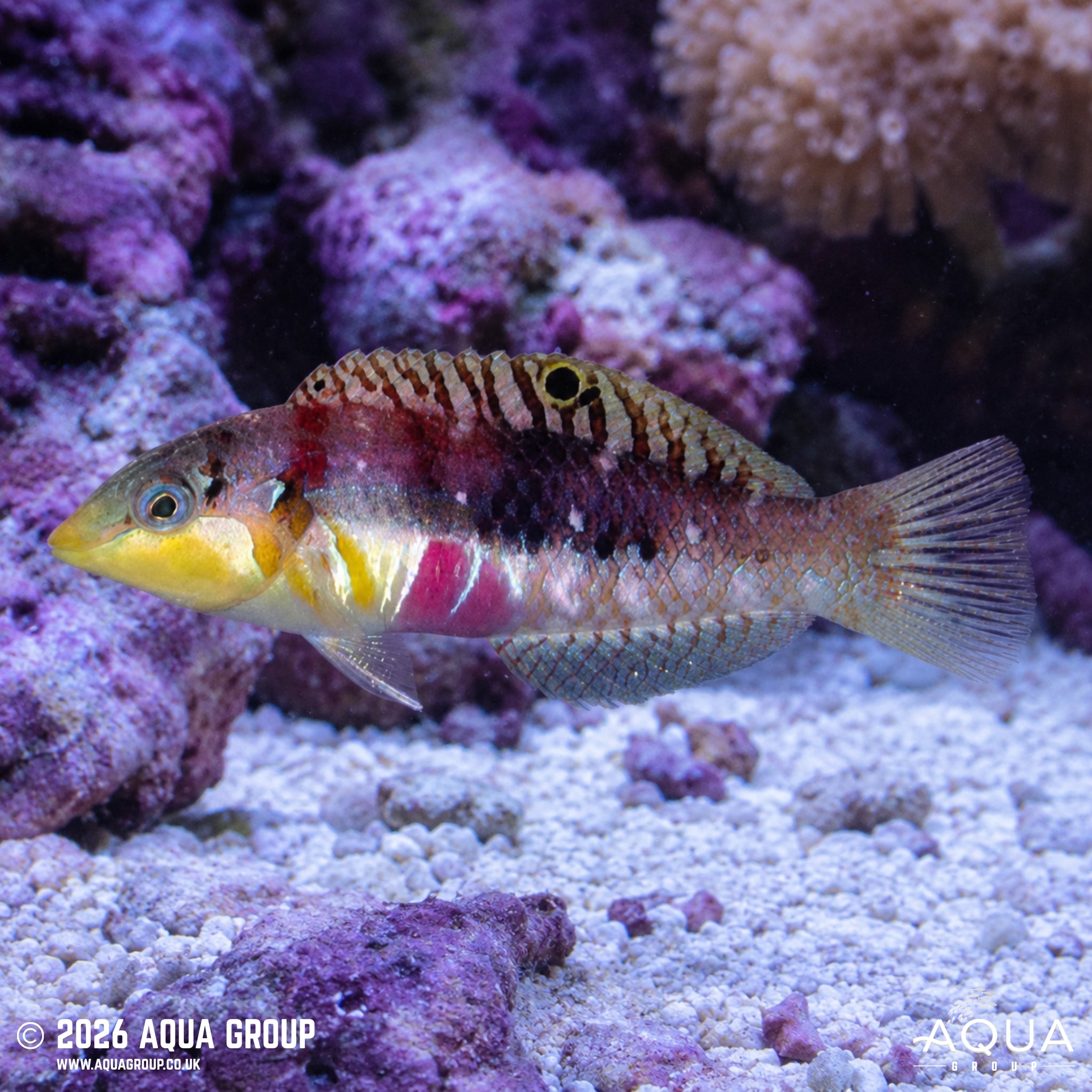 Nebulous Wrasse - Halichoeres nebulosus