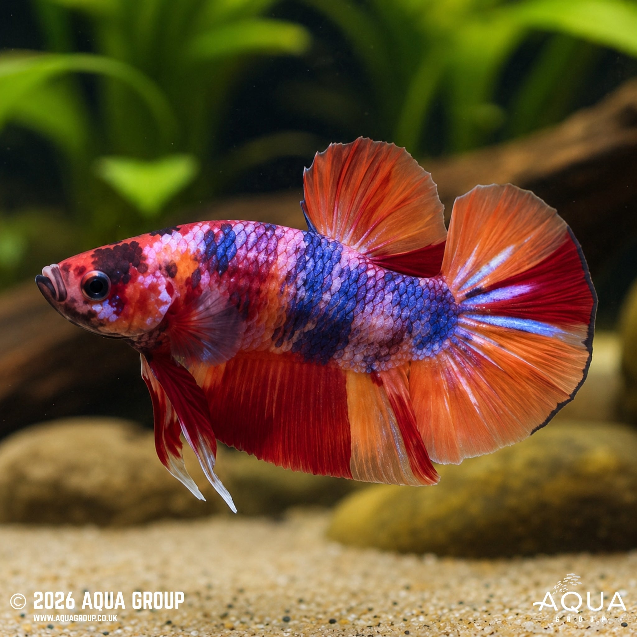 Nemo Candy Plakat - Betta splendens #12