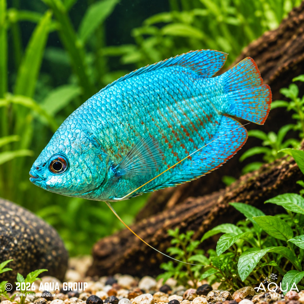 Neon Blue Dwarf Gourami – Trichogaster lalius