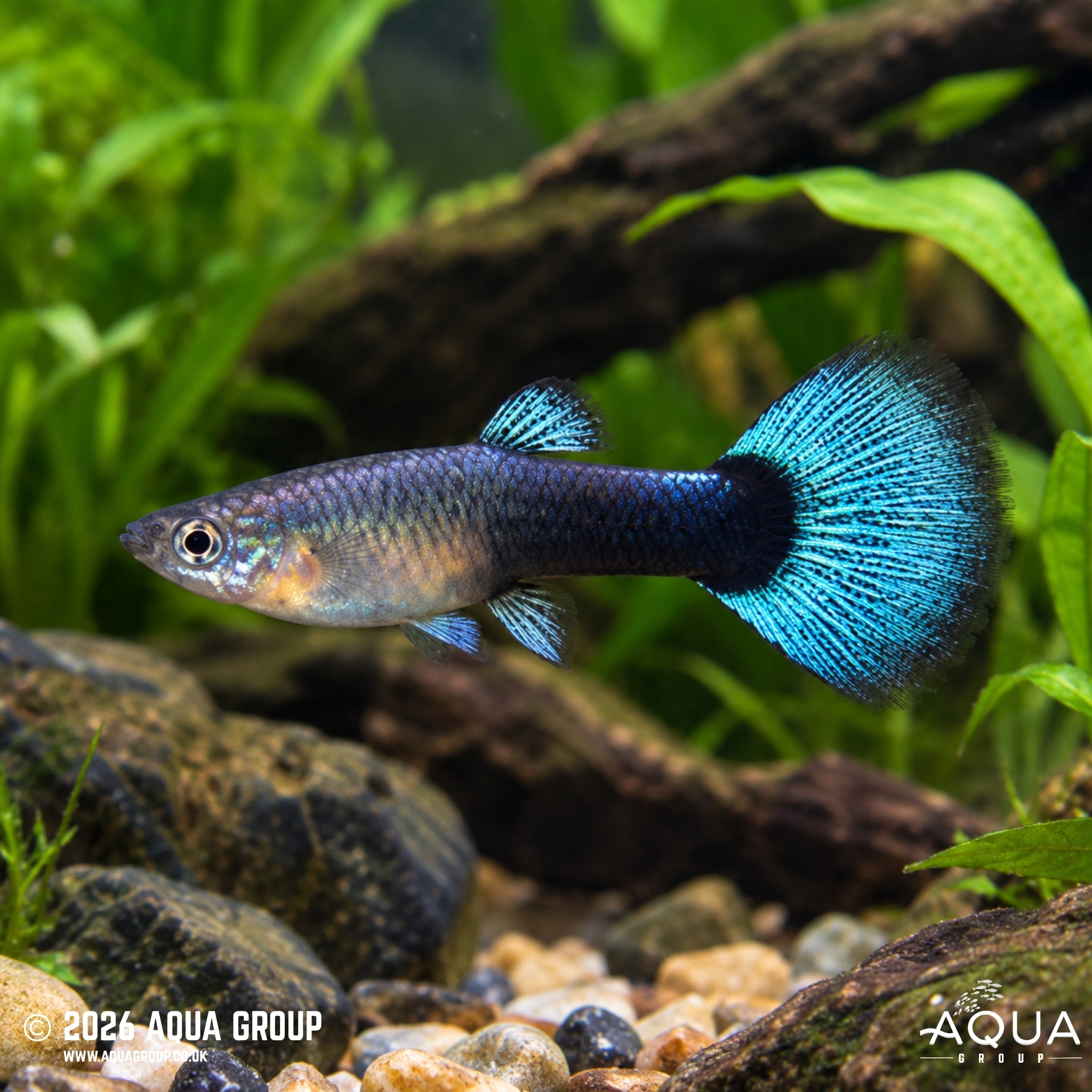 Neon Blue Guppy - Poecilia reticulata