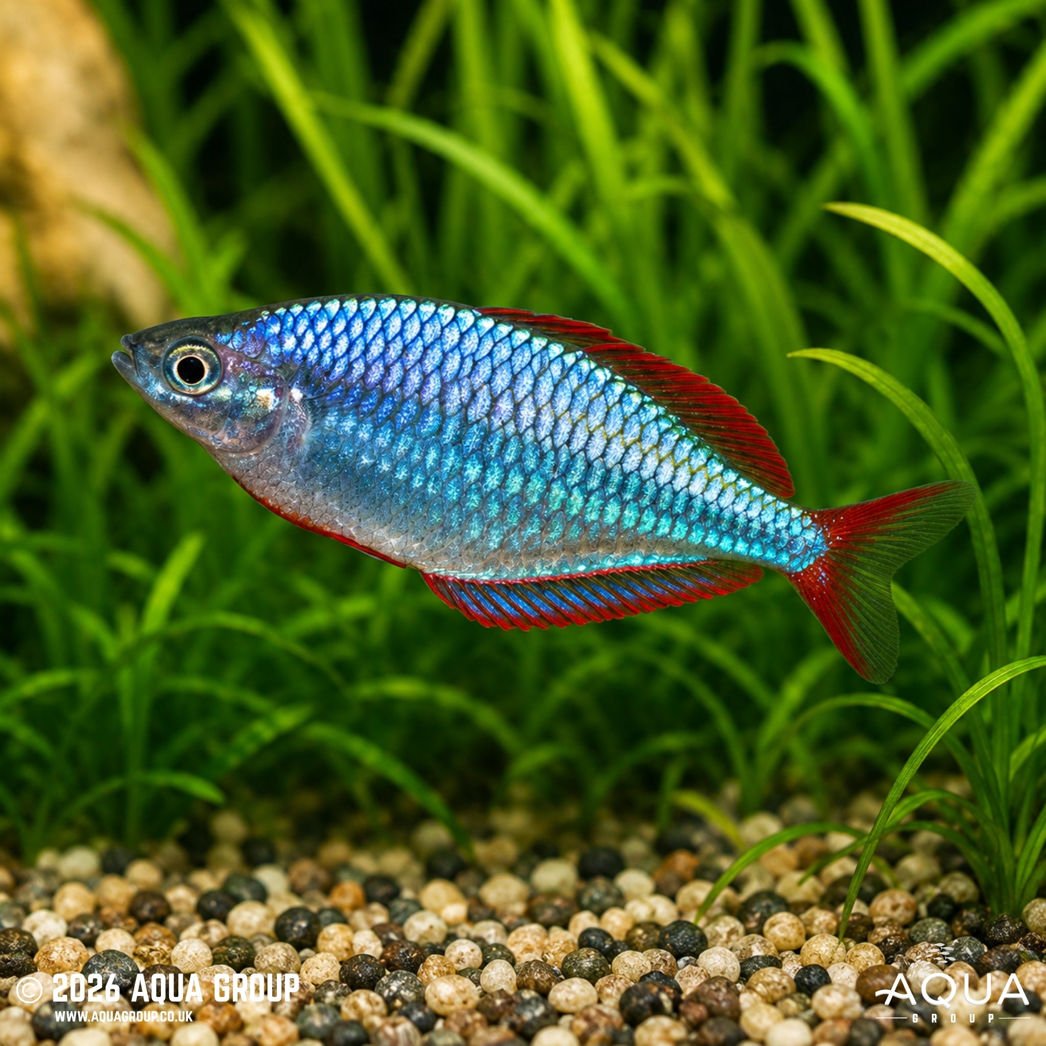 Neon Dwarf Rainbowfish - Melanotaenia praecox - Aqua Group