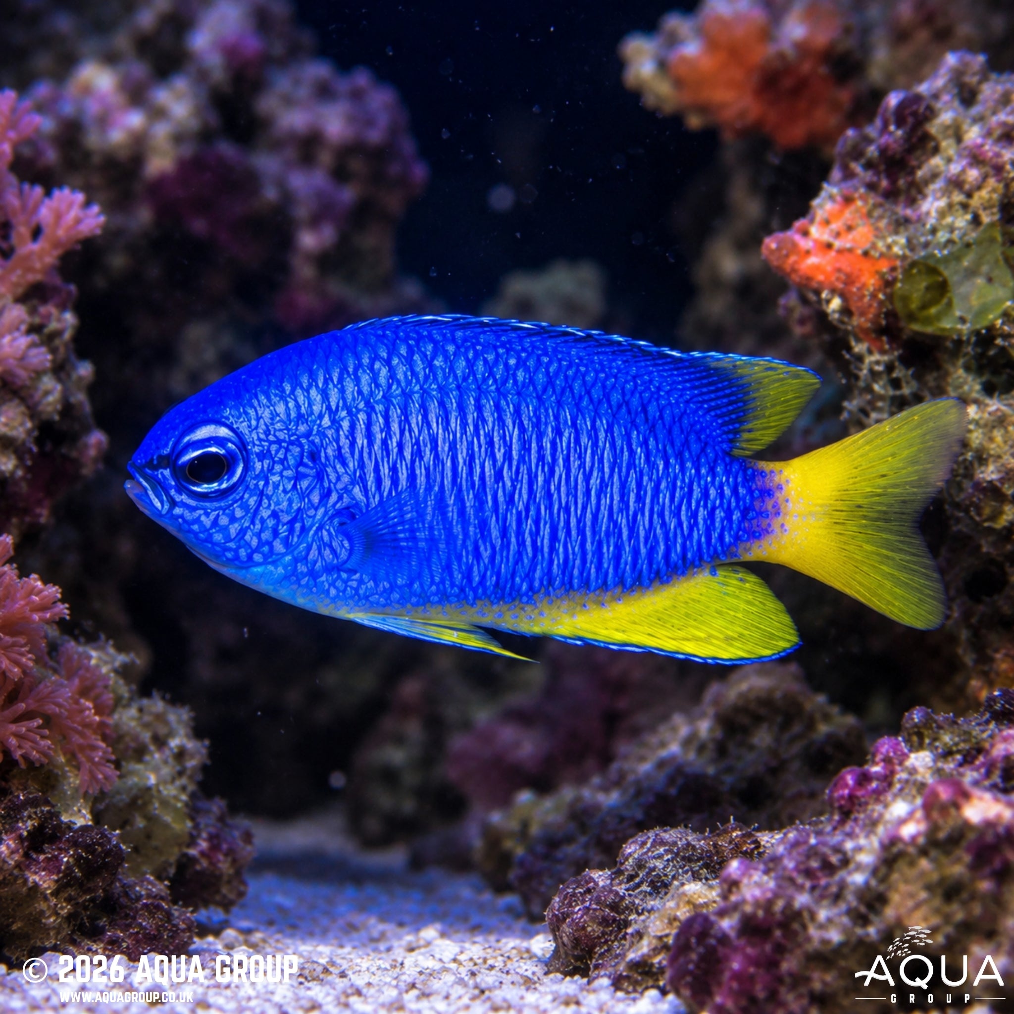 Neon Damsel - Pomacentrus coelestis