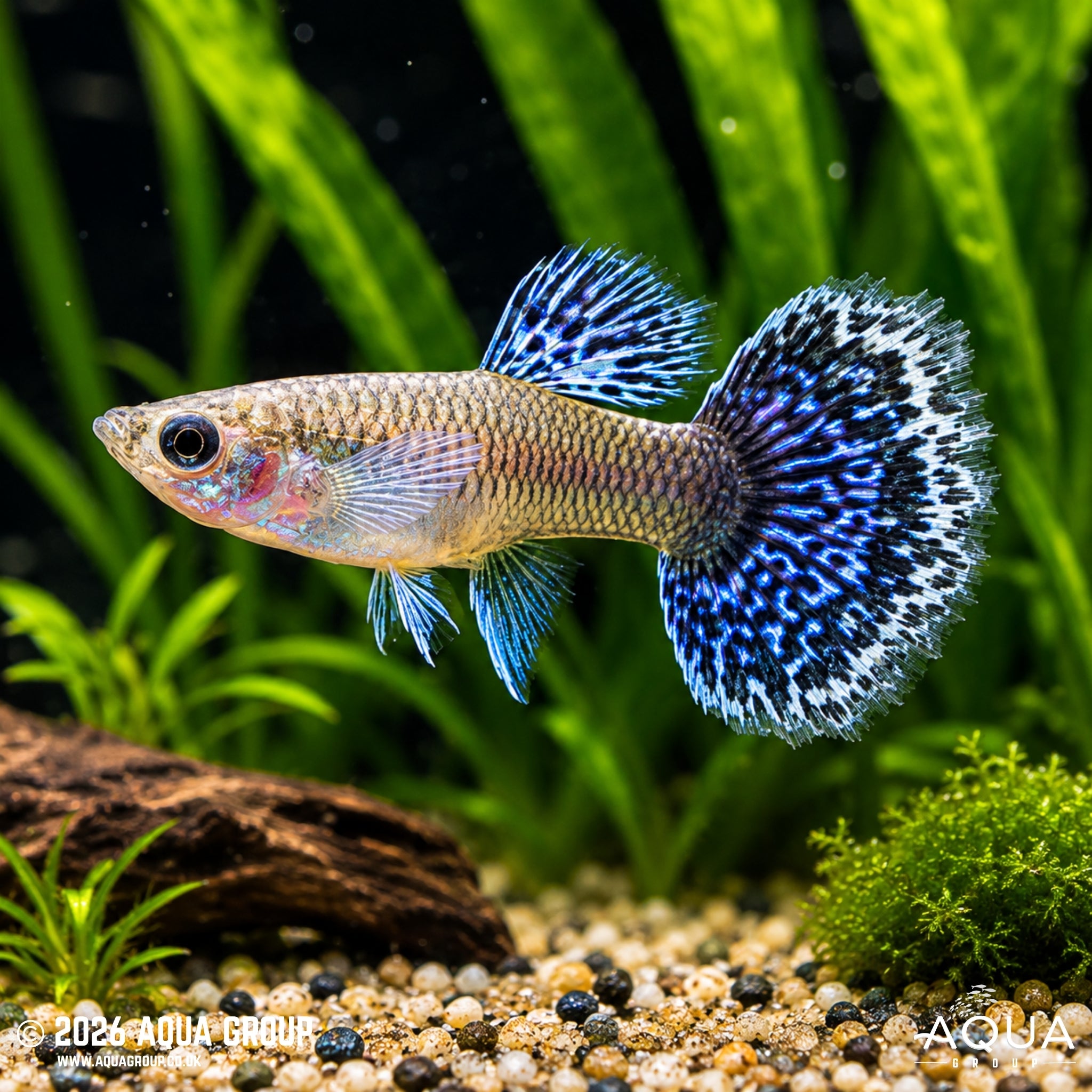 Blue Metal Dragon Guppy - Poecilia reticulata - Aqua Group