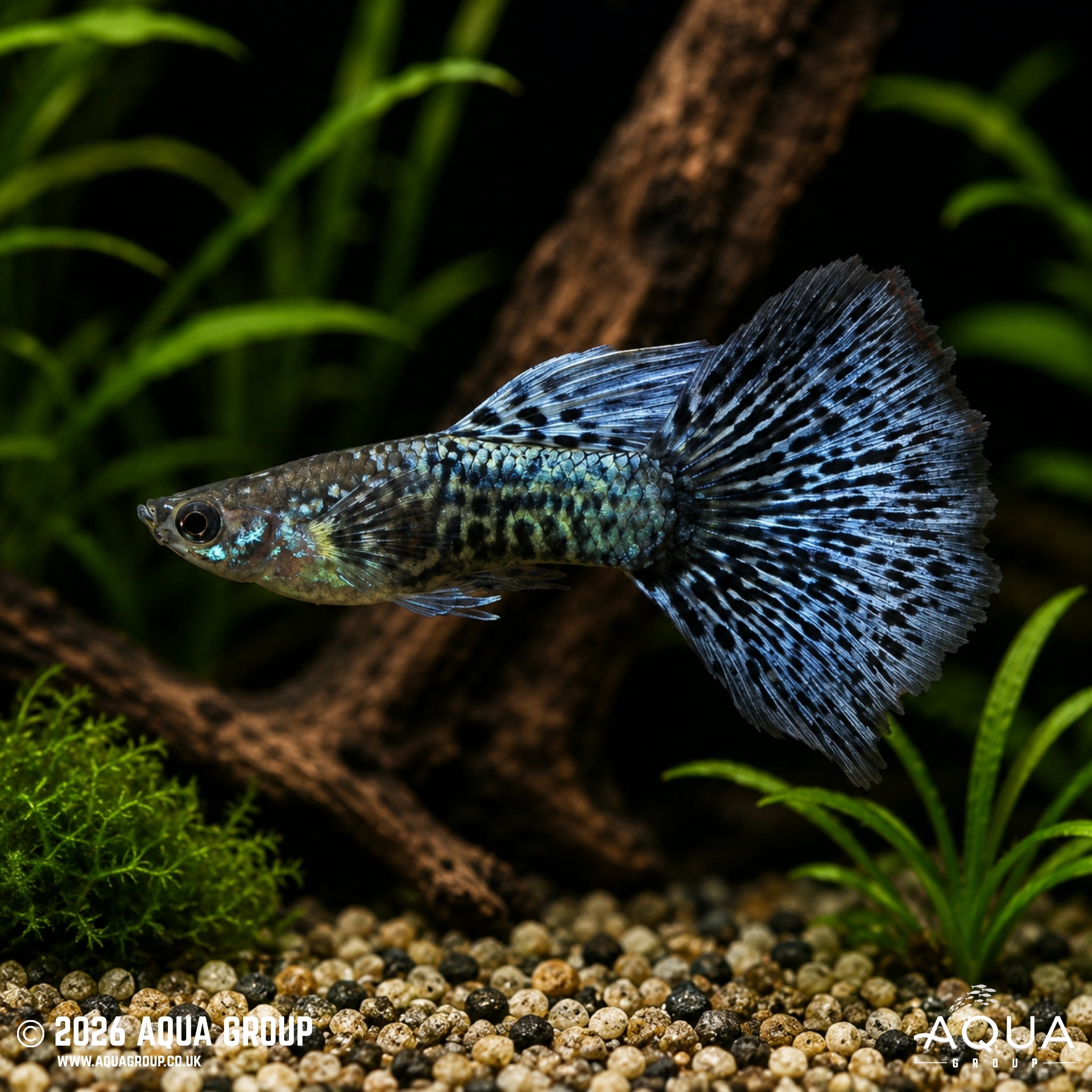 Blue Metal Dragon Guppy - Poecilia reticulata - Aqua Group