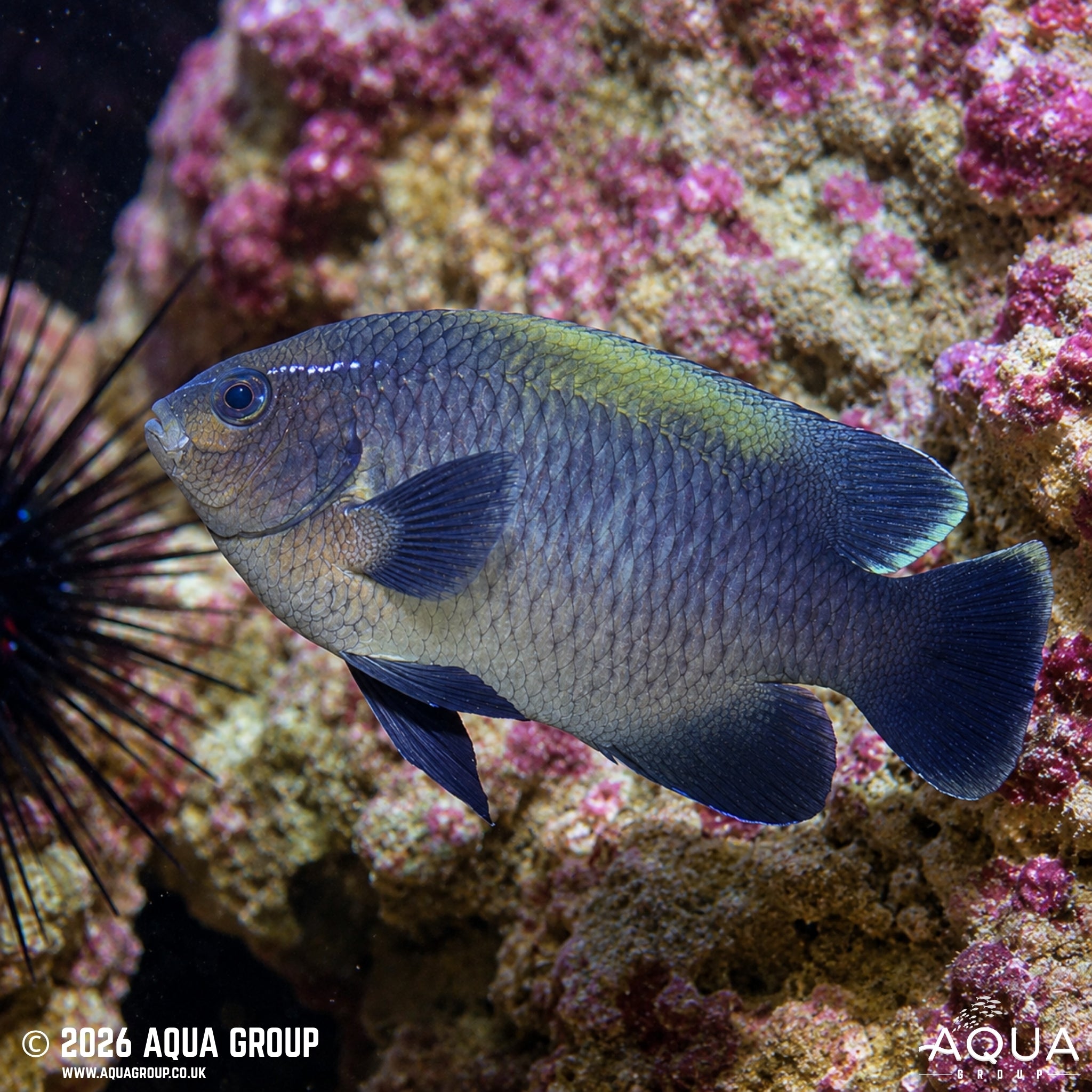 Neon Velvet Damsel - Neoglyphidodon oxyodon - Aqua Group
