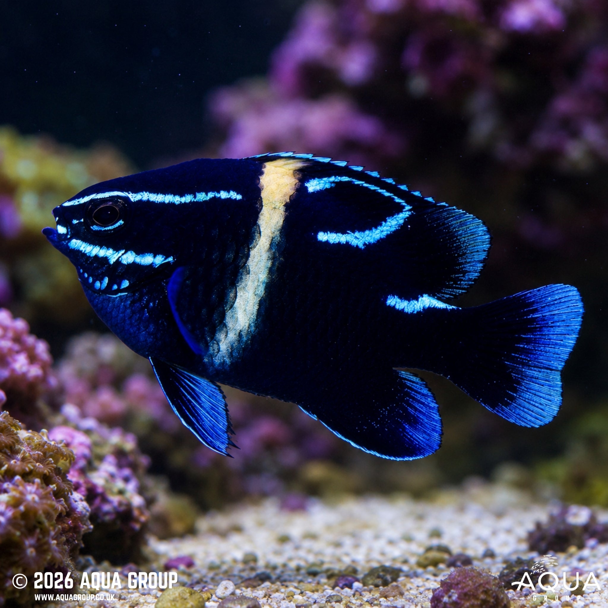 Neon Velvet Damsel - Neoglyphidodon oxyodon - Aqua Group