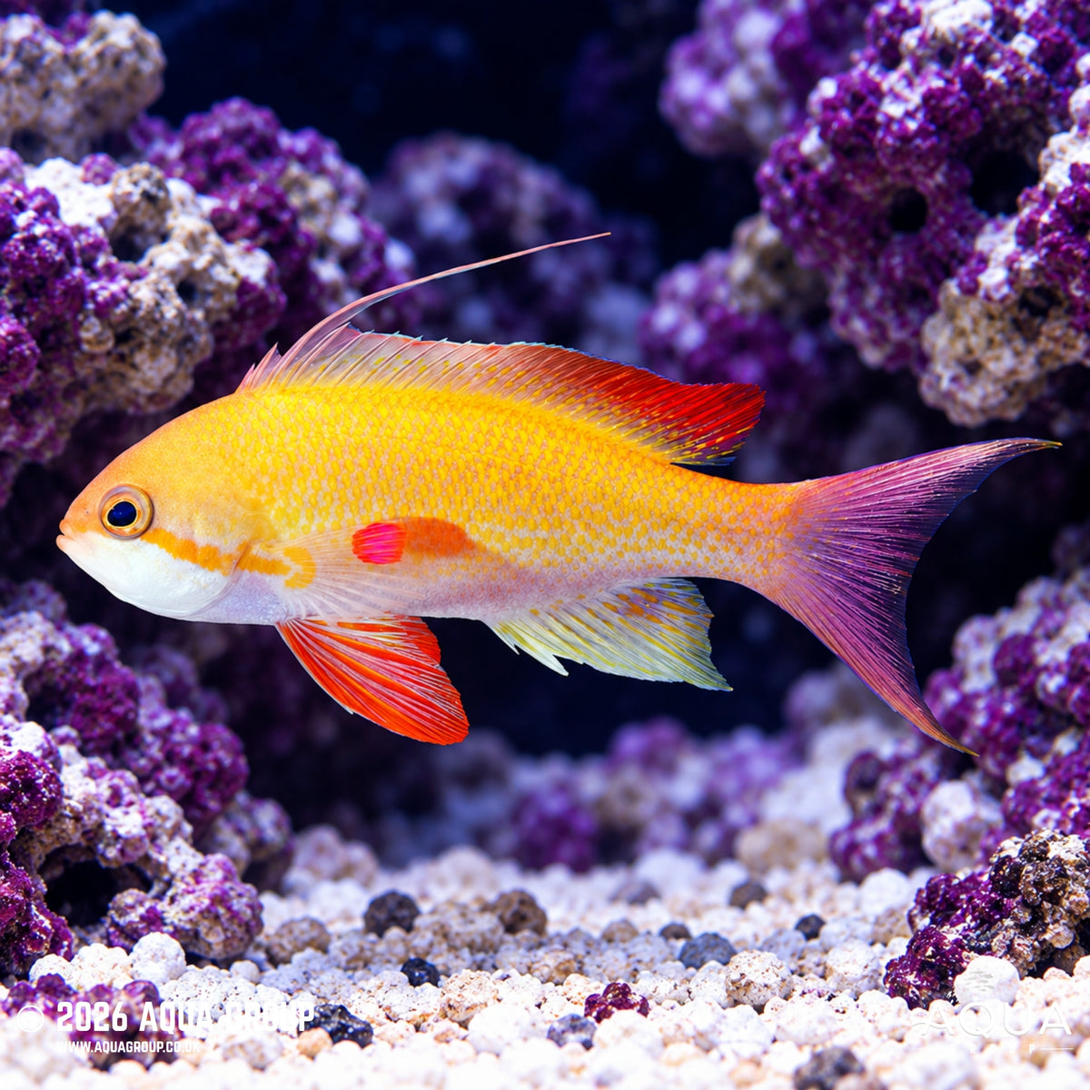 Noble Anthias - Franzia nobilis - Calayan