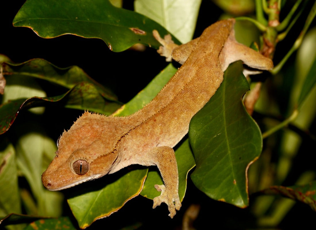 Normal Crested Gecko