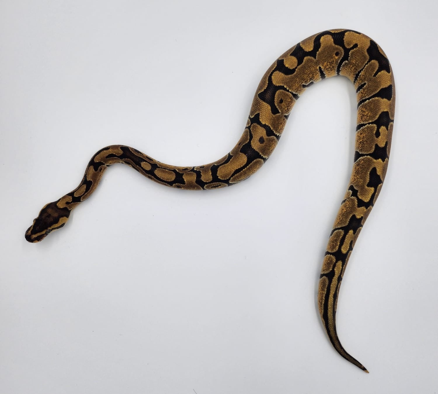 Normal Royal Python 2024-Female