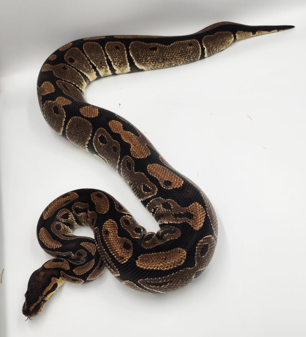 Normal Royal Python Adult Female