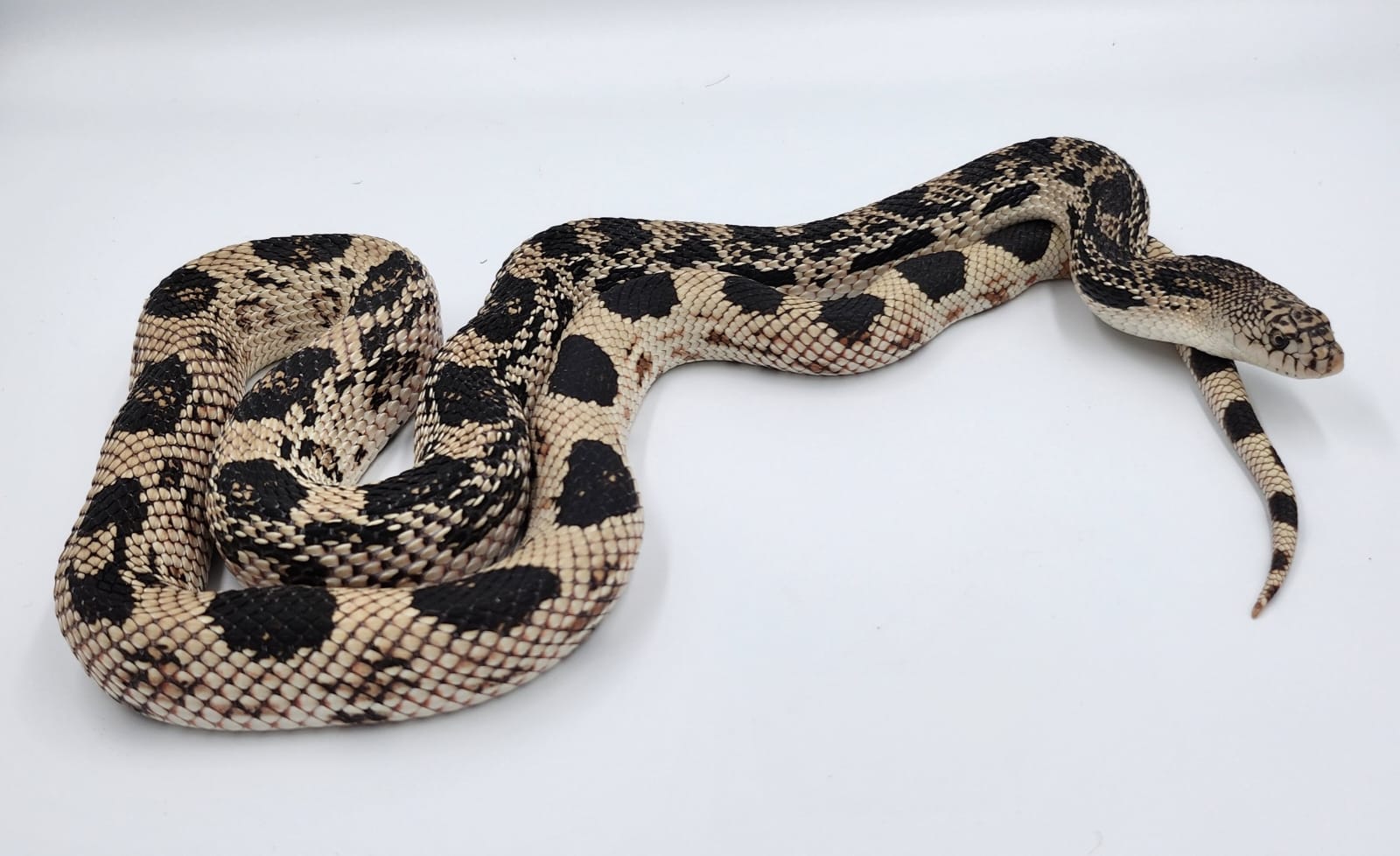 Northern Pine Snake-Female (2023)