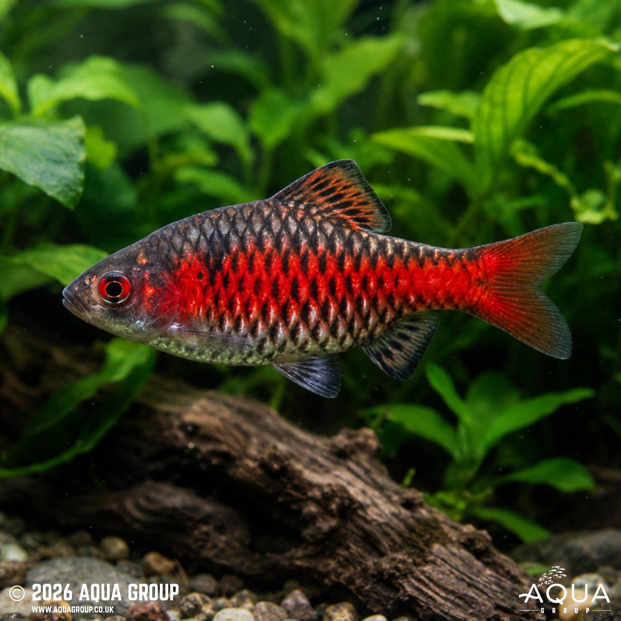 Odessa Barb - Pethia padamya