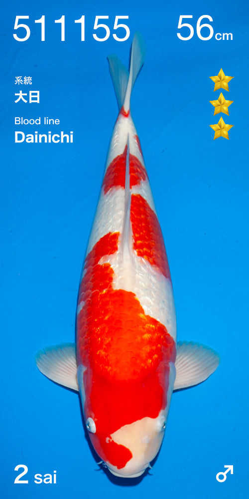 Gin Rin Kohaku - Dainichi - Nisai - #01