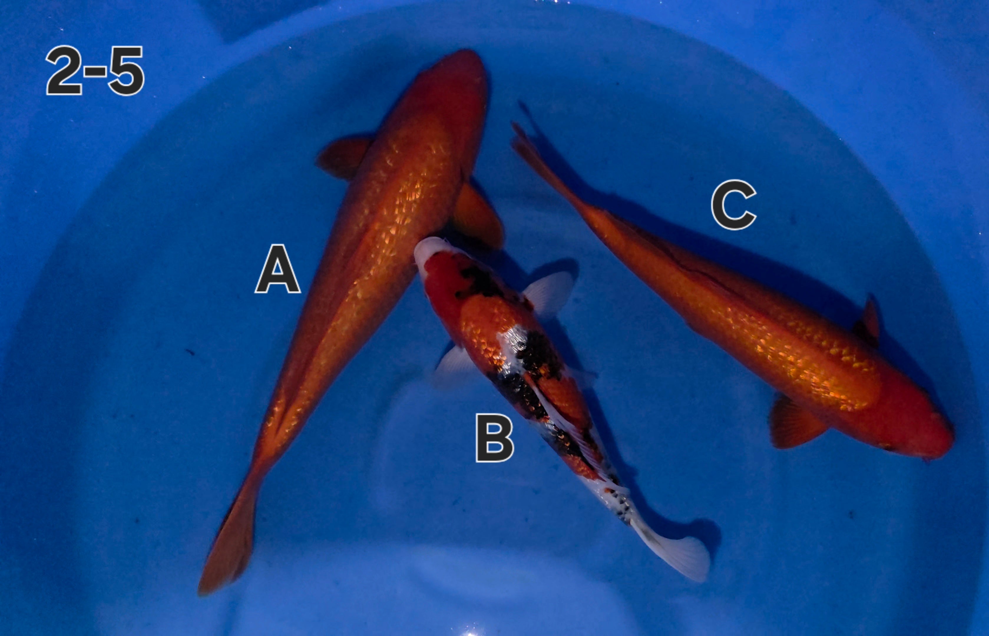 Gin Rin Benigoi - Ogata - Nisai - #02-5 A