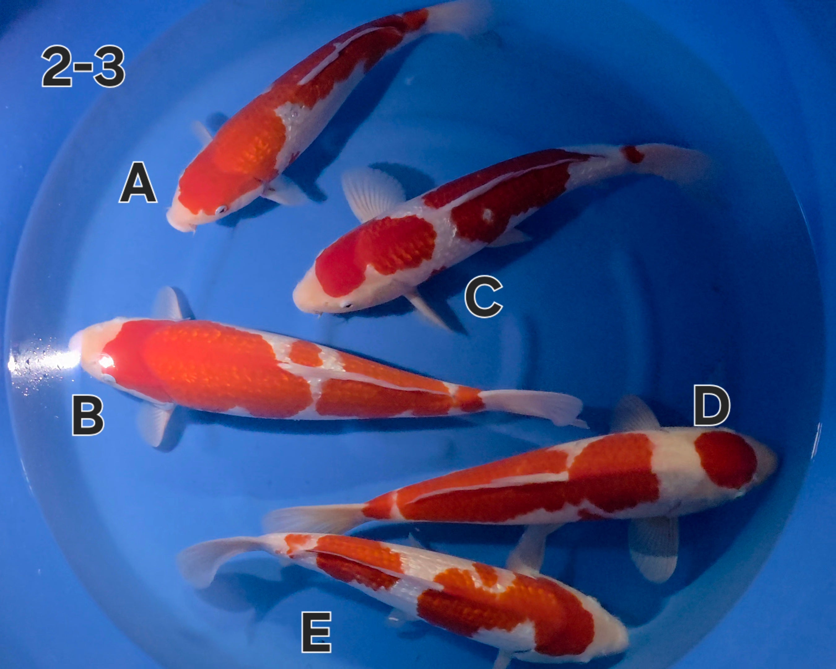 Gin Rin Mix - Ogata - Nisai - #02-3 A