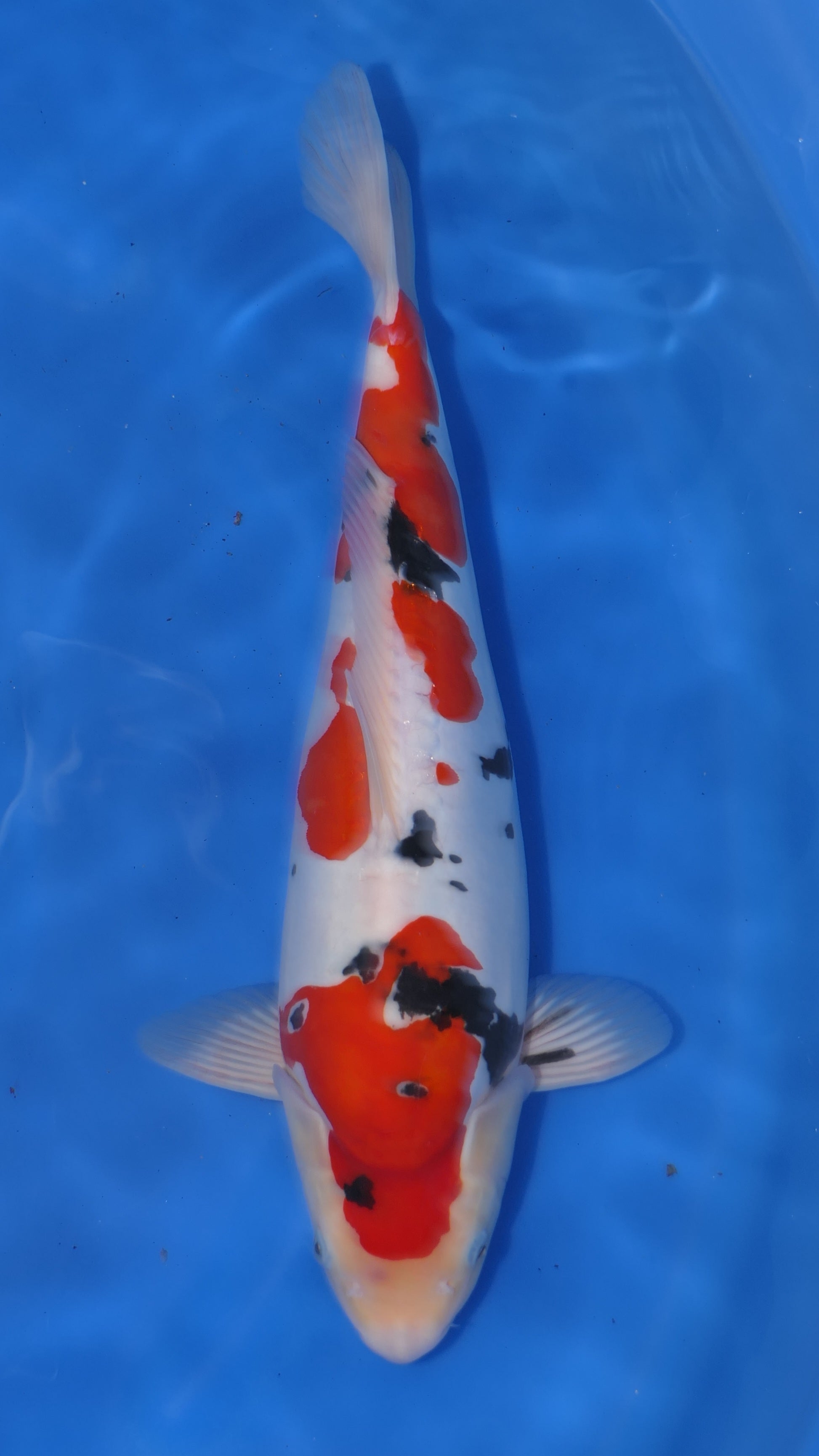 Doitsu Sanke - Okawa - Nisai - #02