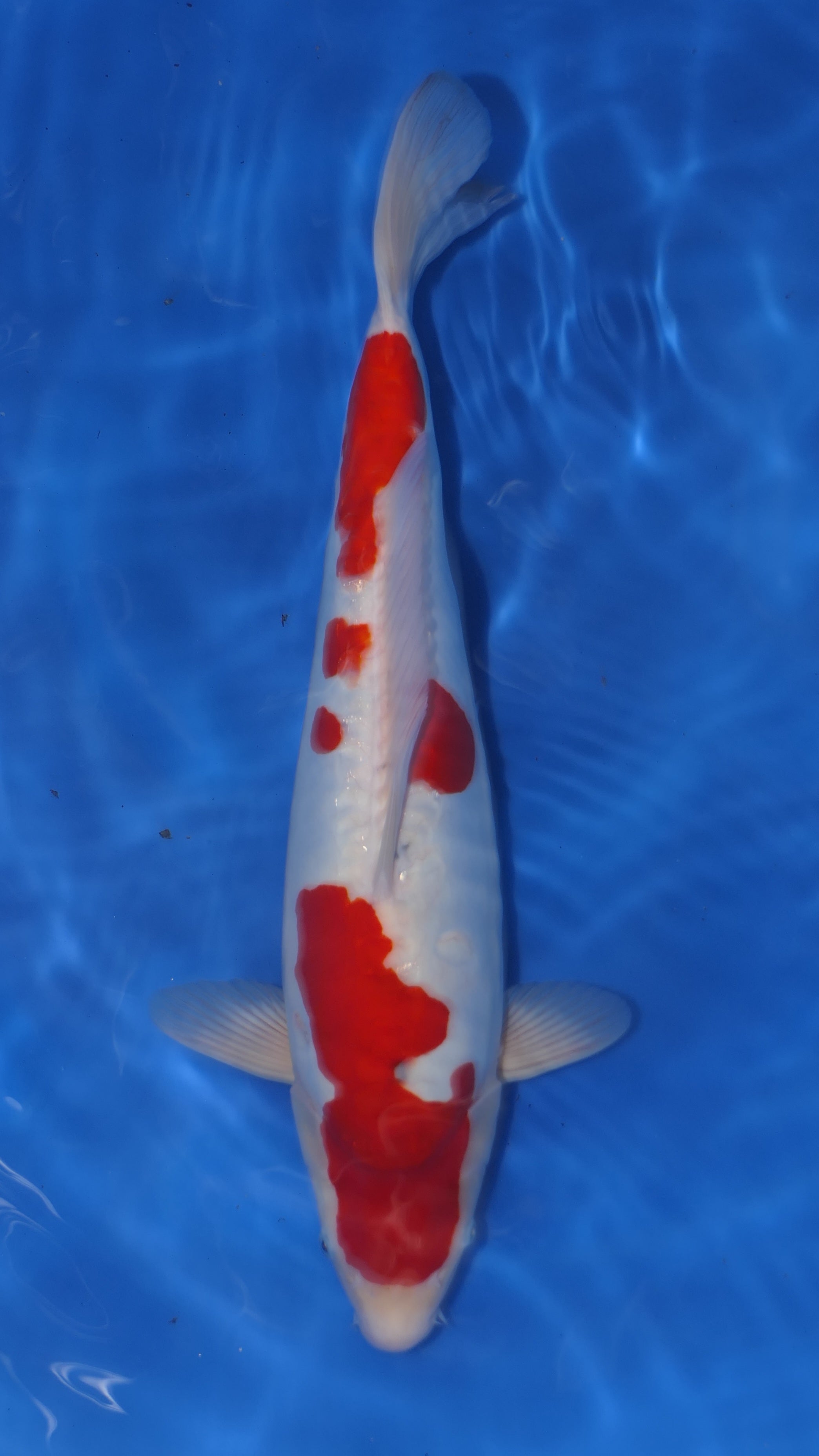 Doitsu Sanke - Okawa - Nisai - #01