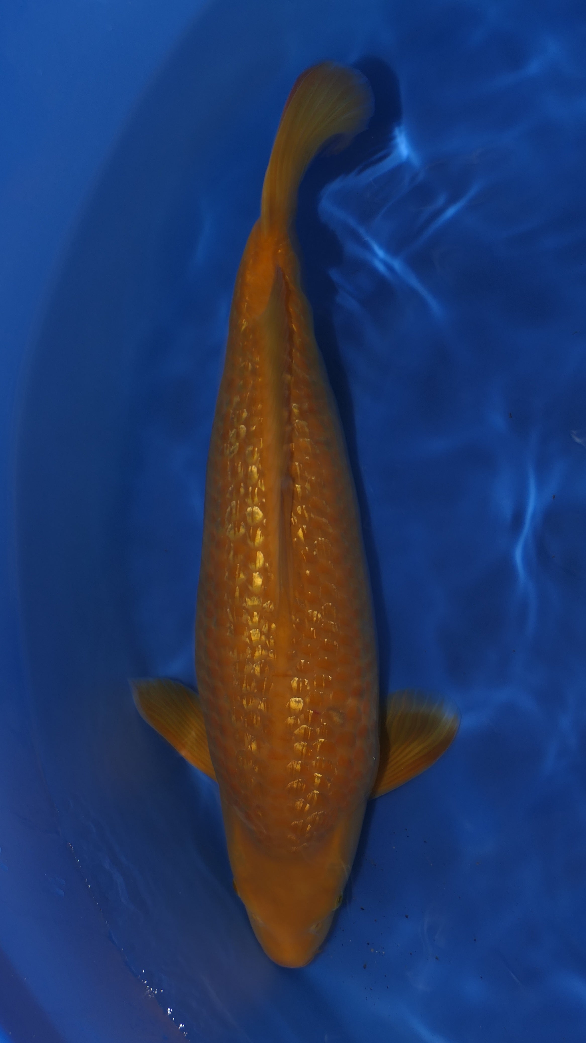 Gin Rin Karashigoi - Okawa - Nisai - #02