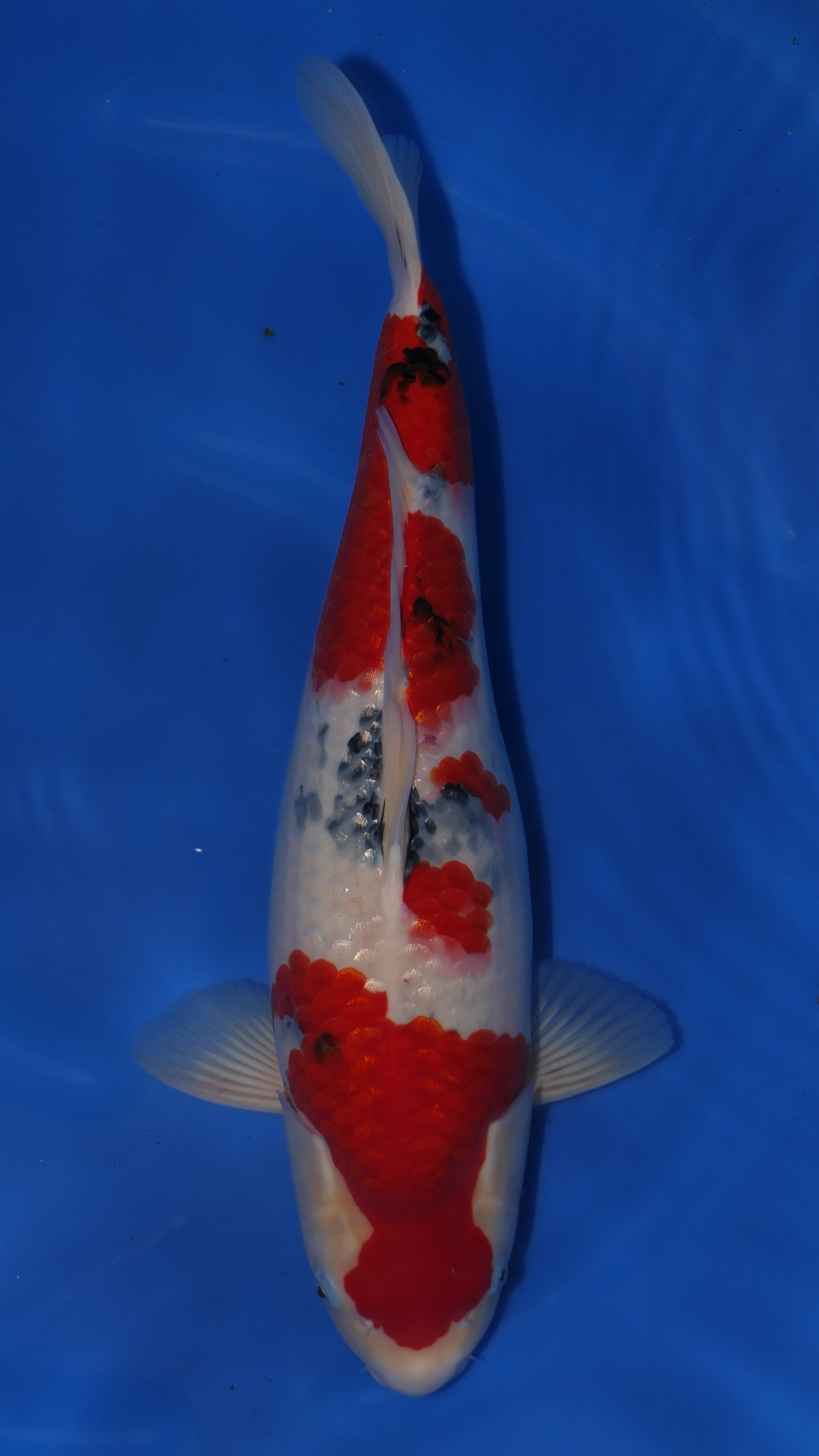 Gin Rin Sanke - Okawa - Nisai - #02