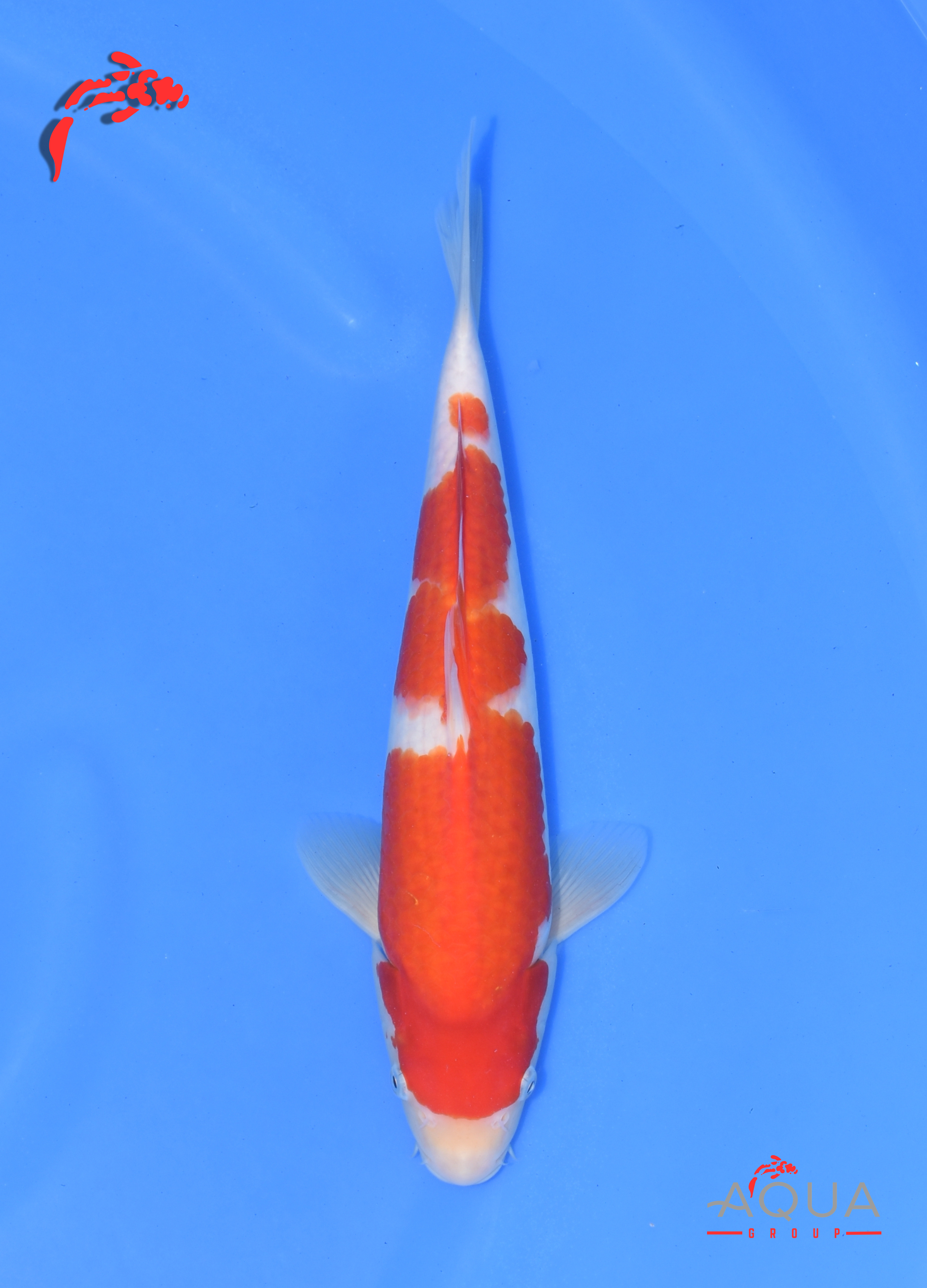 Kohaku - Okawa - Tosai - Certificated - #02