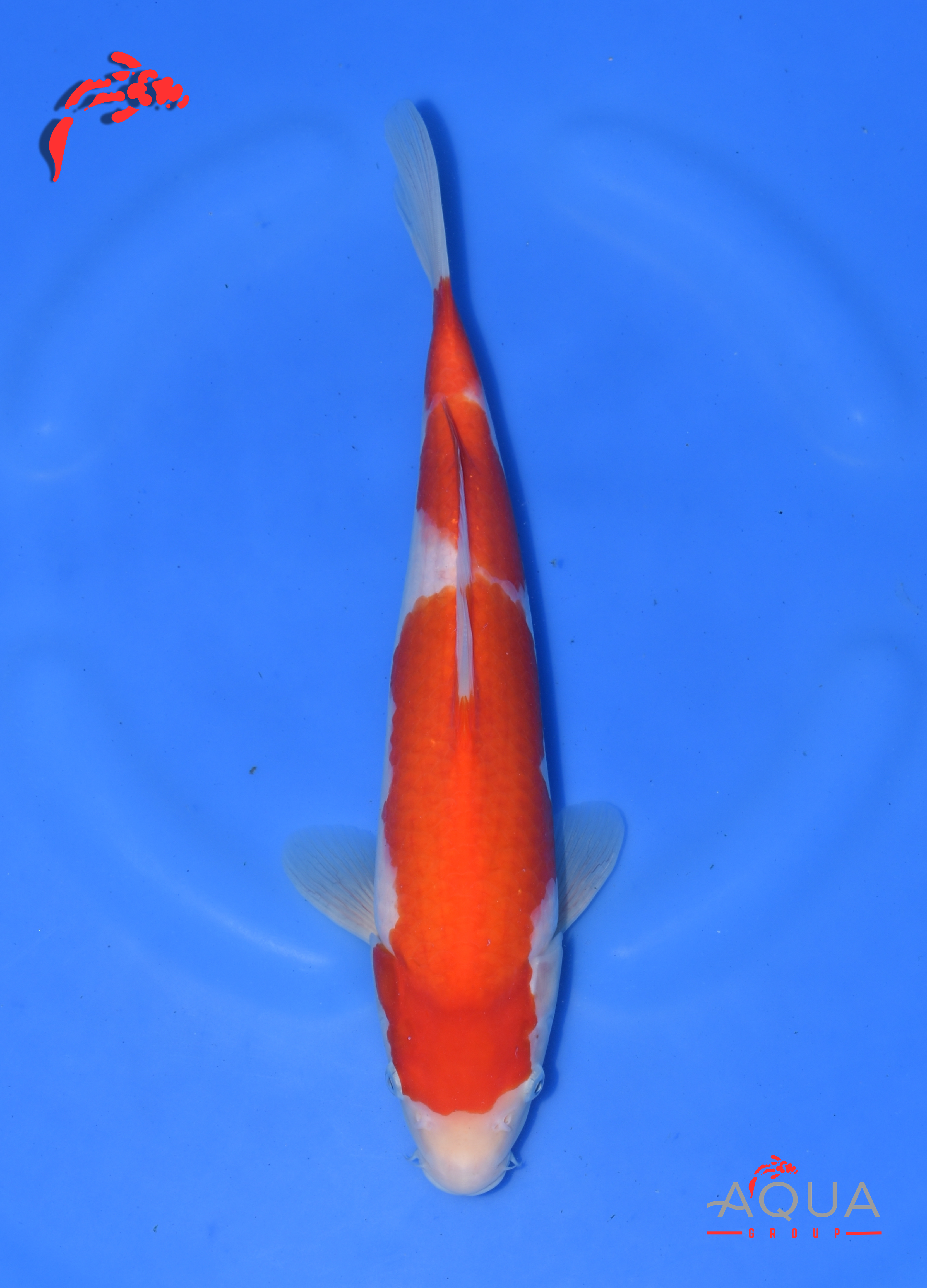 Kohaku - Okawa - Tosai - Certificated - #04