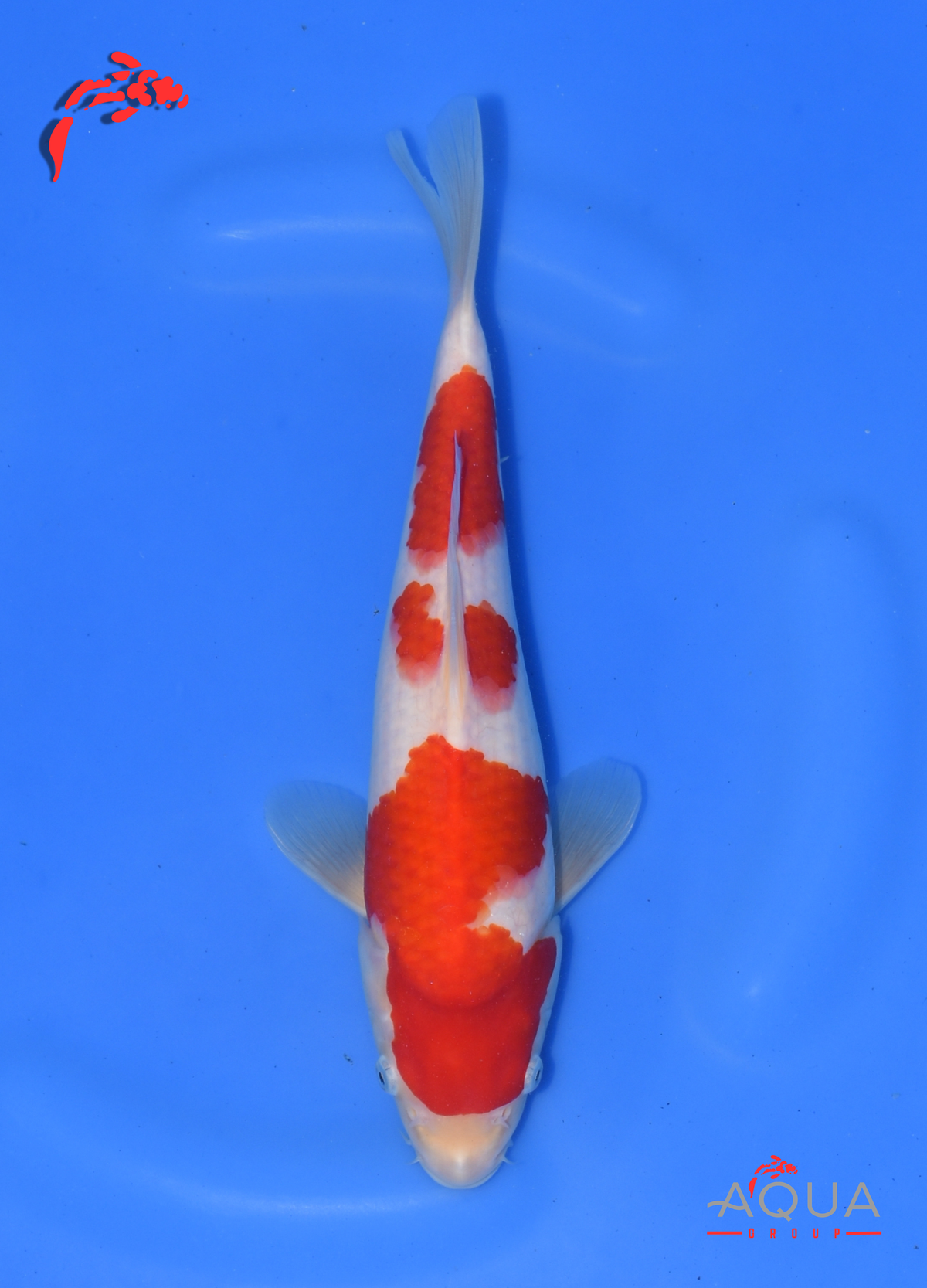 Kohaku - Okawa - Tosai - Certificated - #09