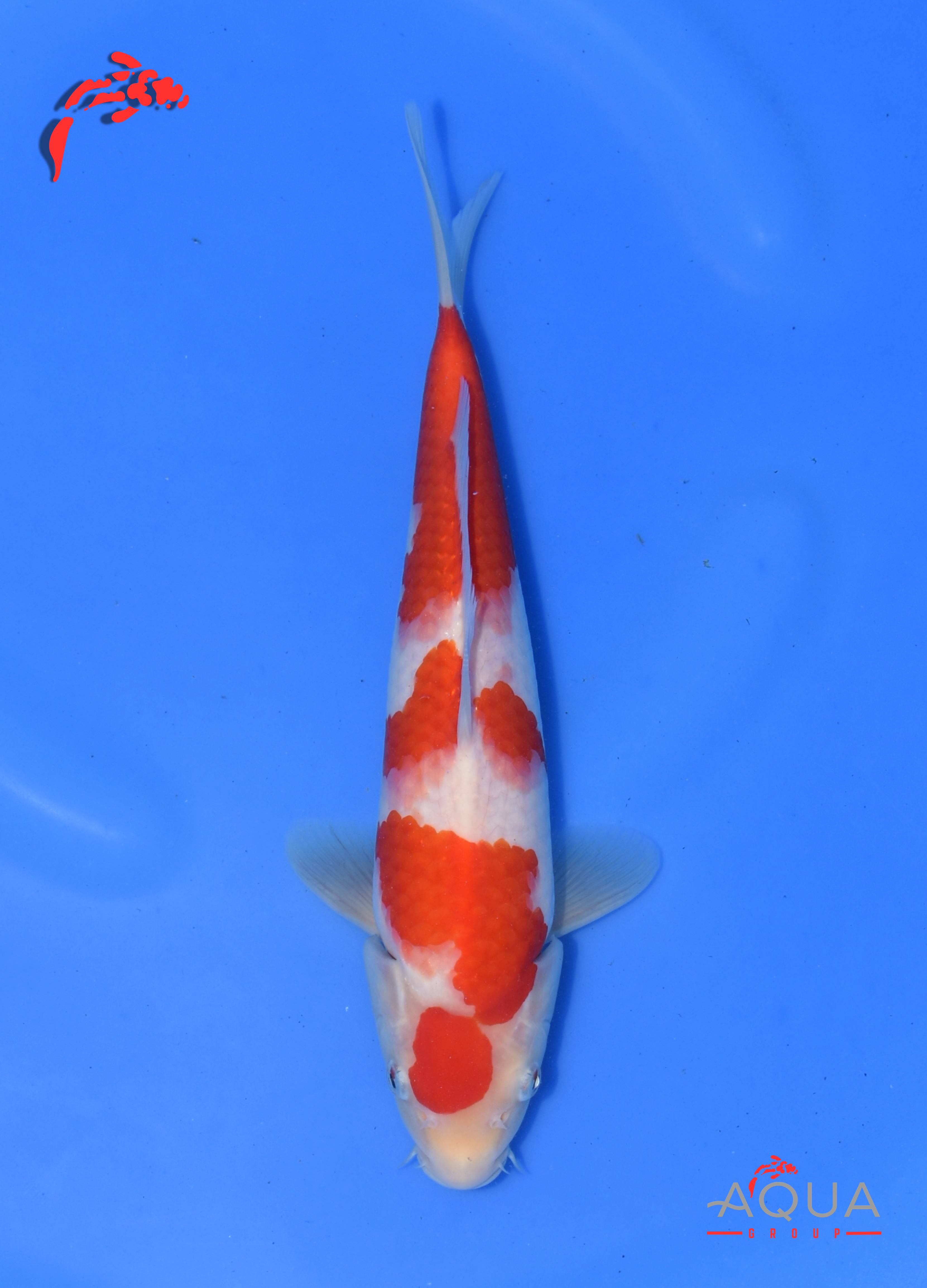 Kohaku - Okawa - Tosai - Certificated - #06