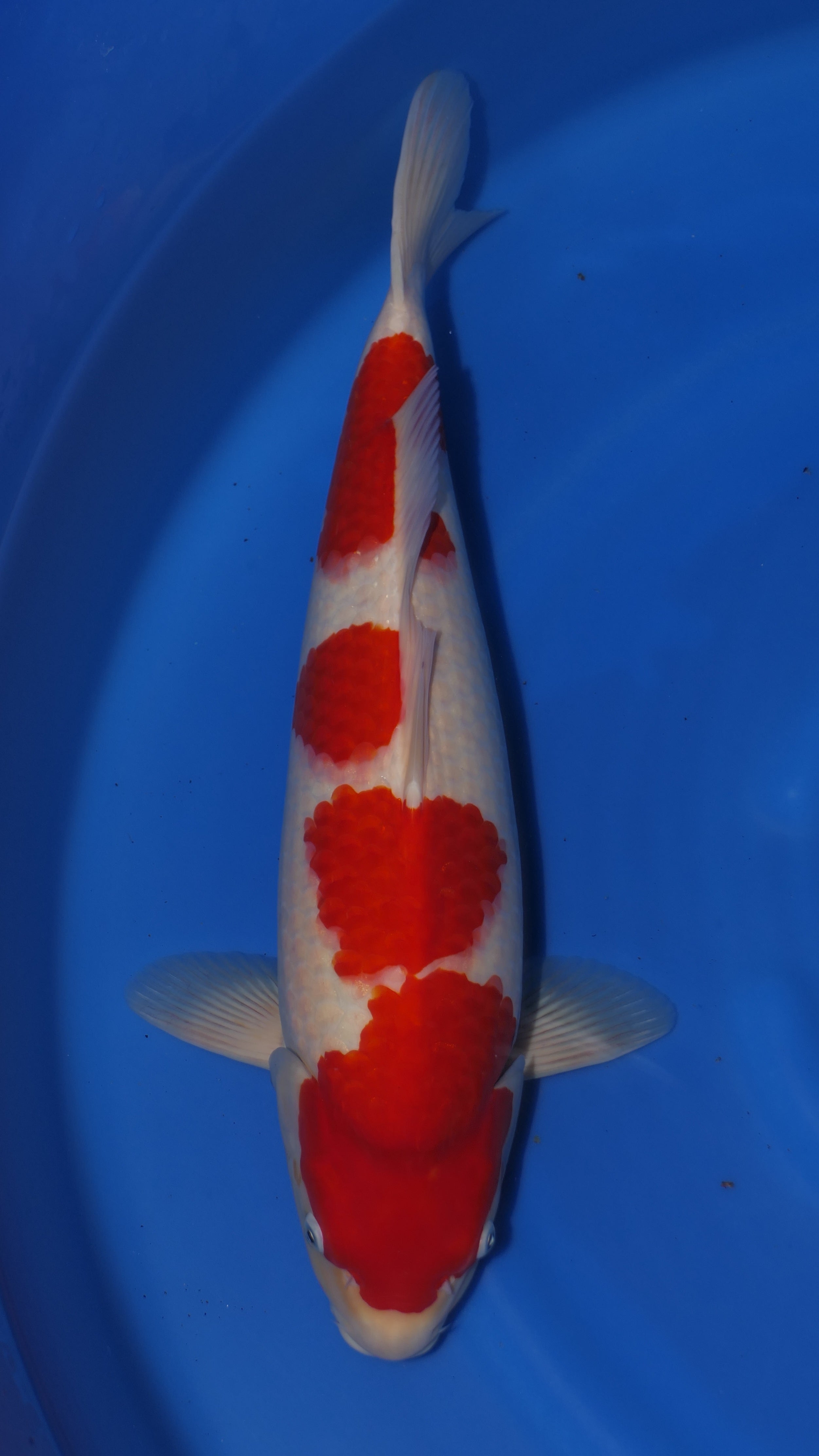 Kohaku - Okawa - Nisai - #02