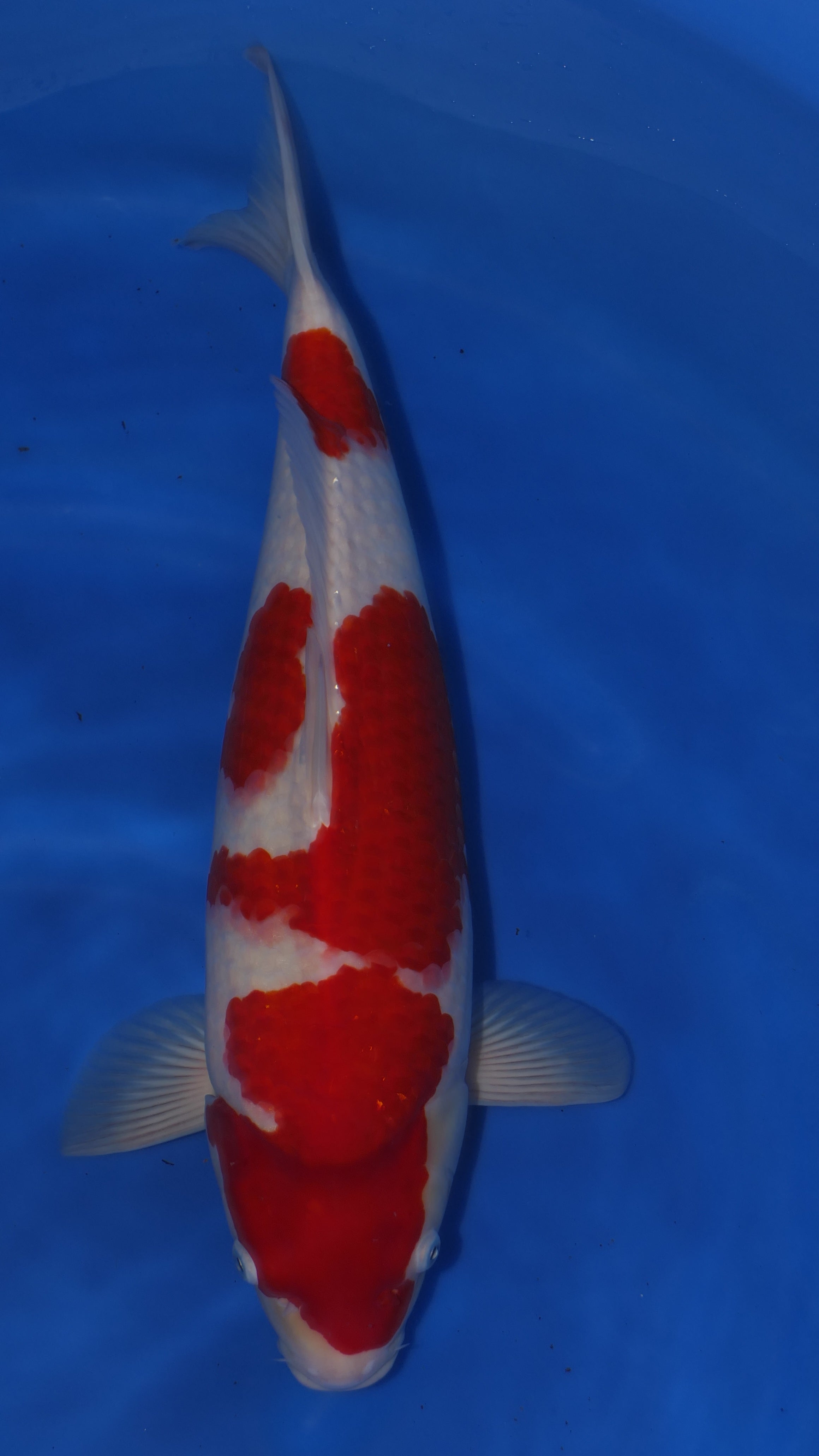 Kohaku - Okawa - Nisai - #04