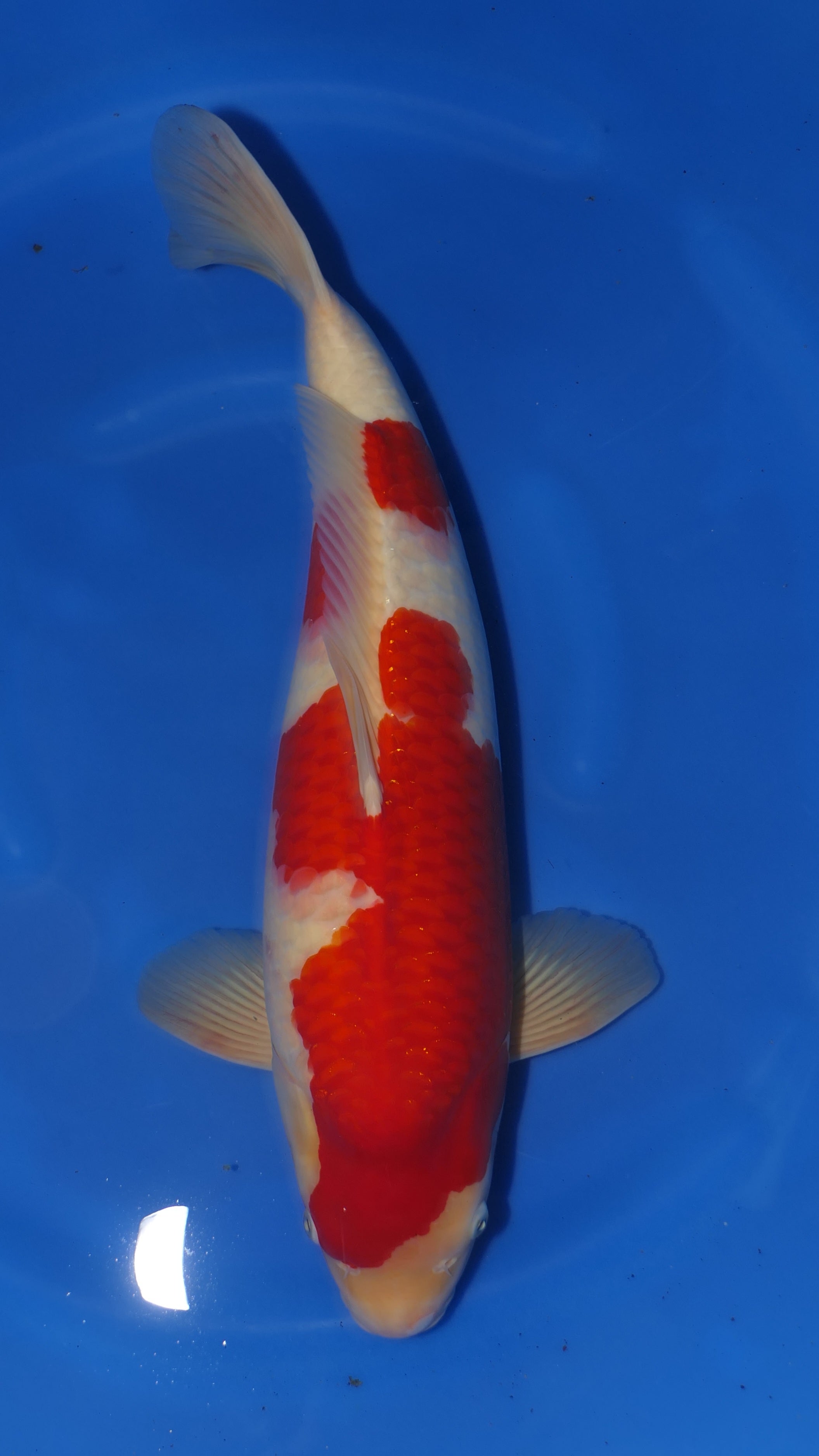 Kohaku - Okawa - Nisai - #01