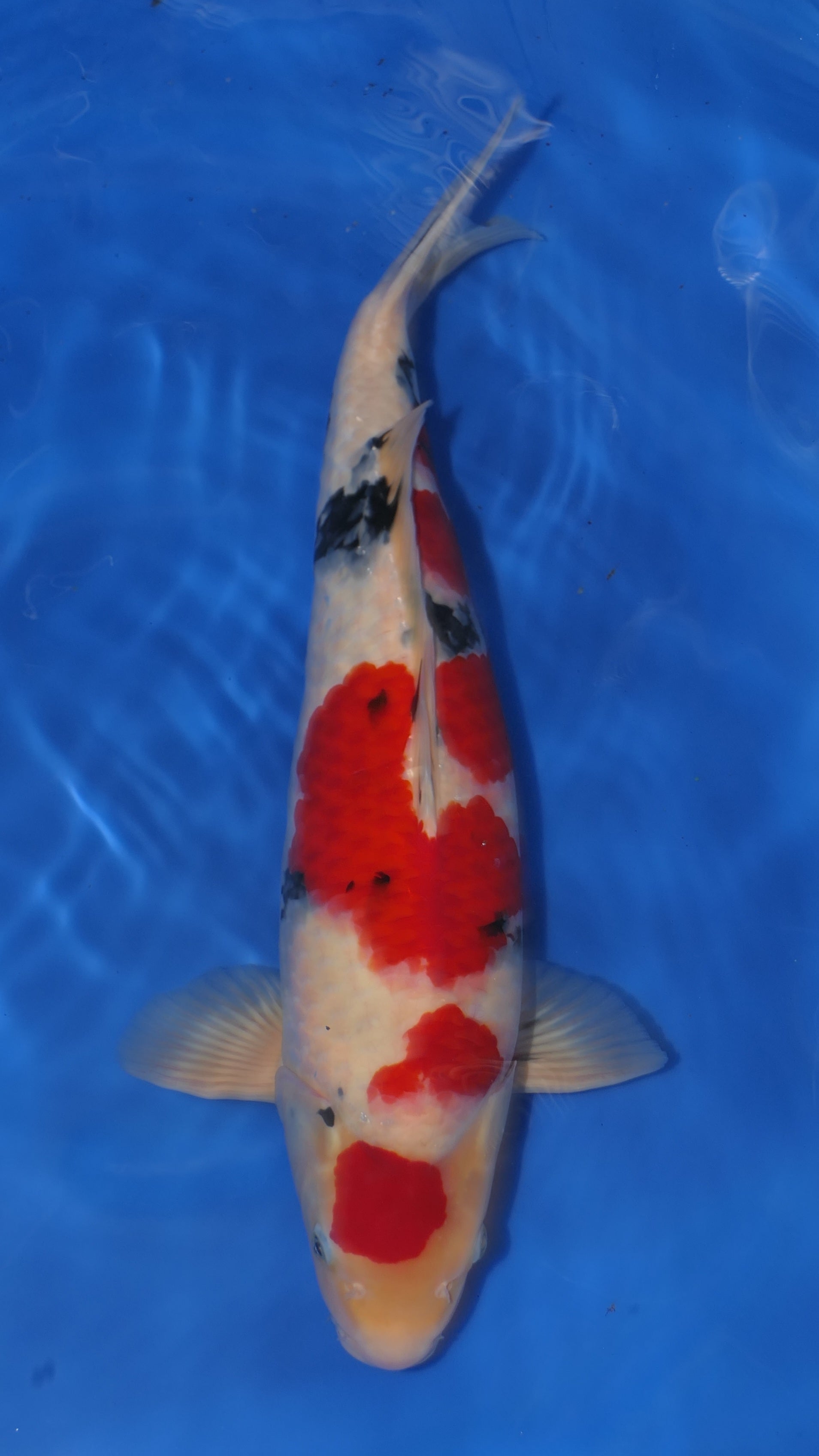 Sanke - Okawa - Nisai - #04