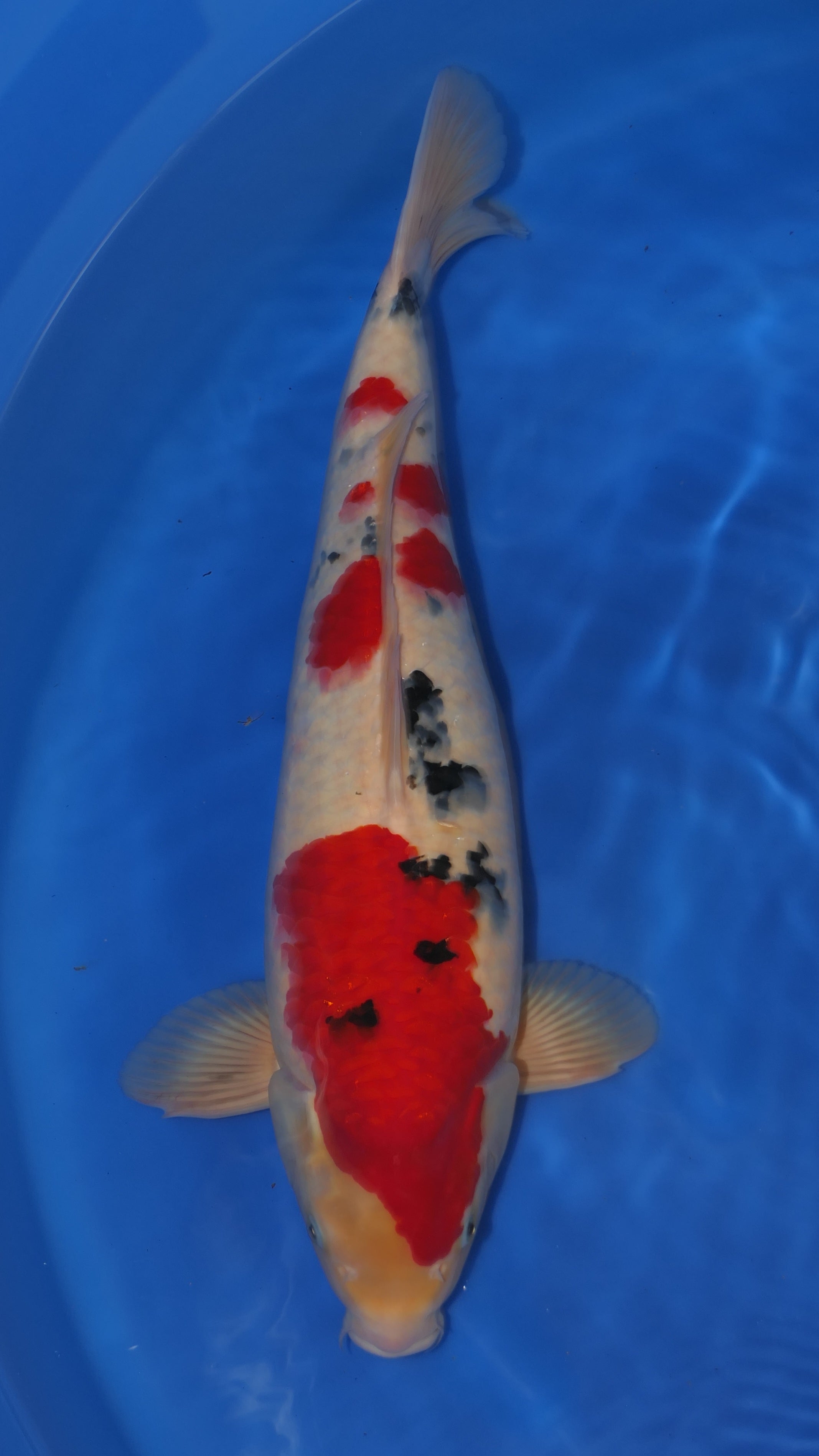 Sanke - Okawa - Nisai - #01